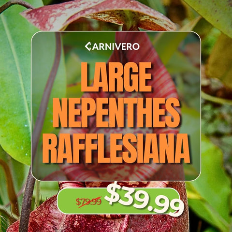 Promotional banner featuring large Nepenthes rafflesiana with a green price badge reading 39.99