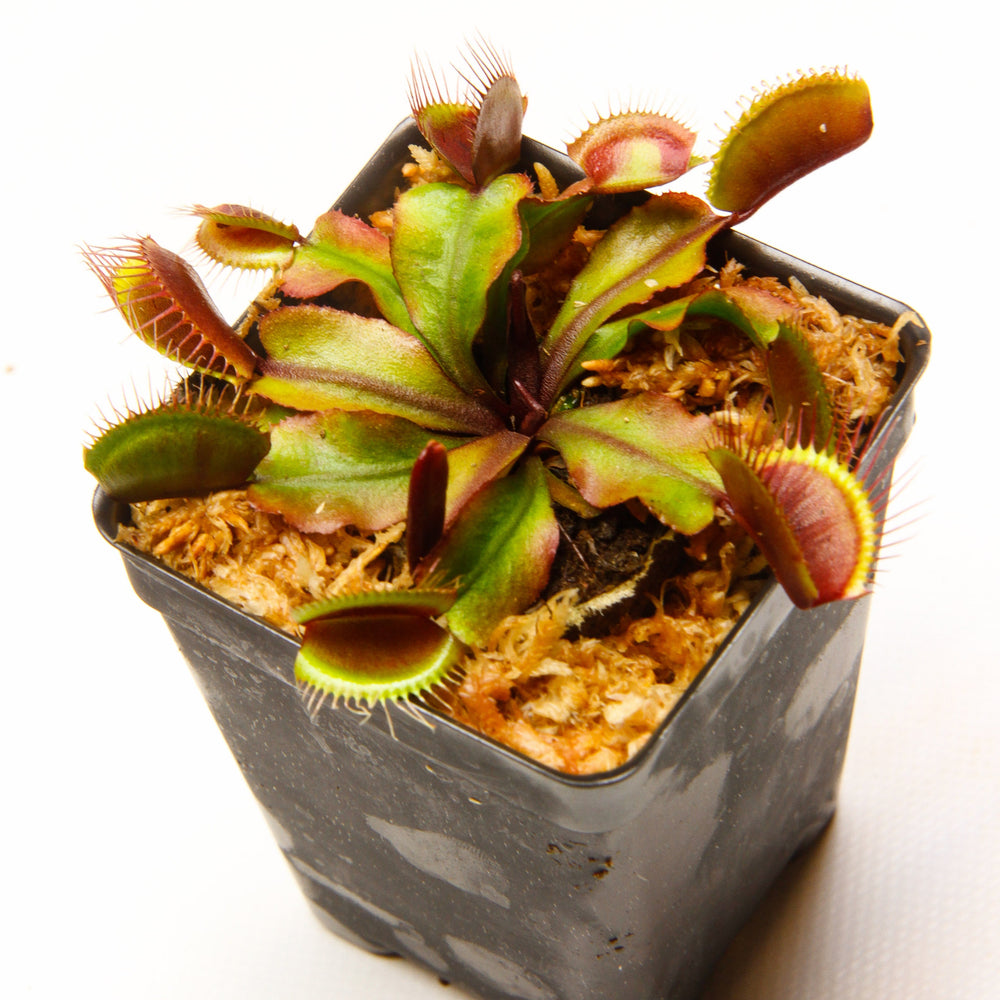 
                      
                        Venus Flytrap "Red Dragon" (Dionaea muscipula) Wholesale
                      
                    