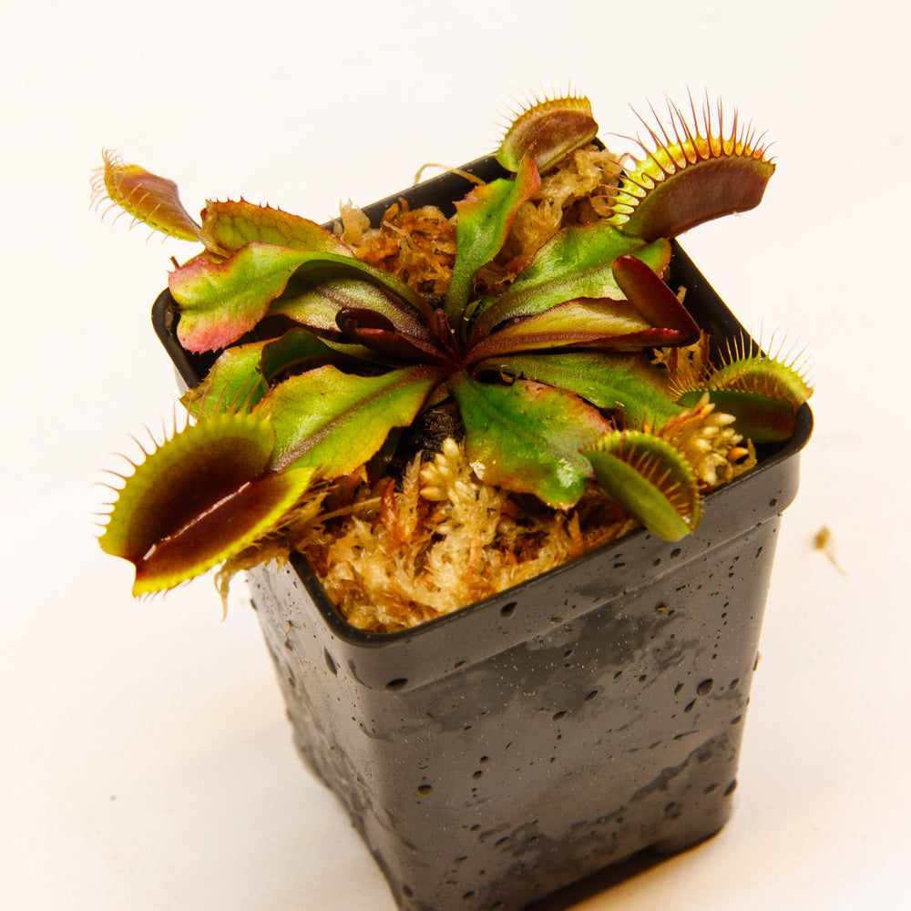 
                      
                        Venus Flytrap "Red Dragon" (Dionaea muscipula) Wholesale
                      
                    