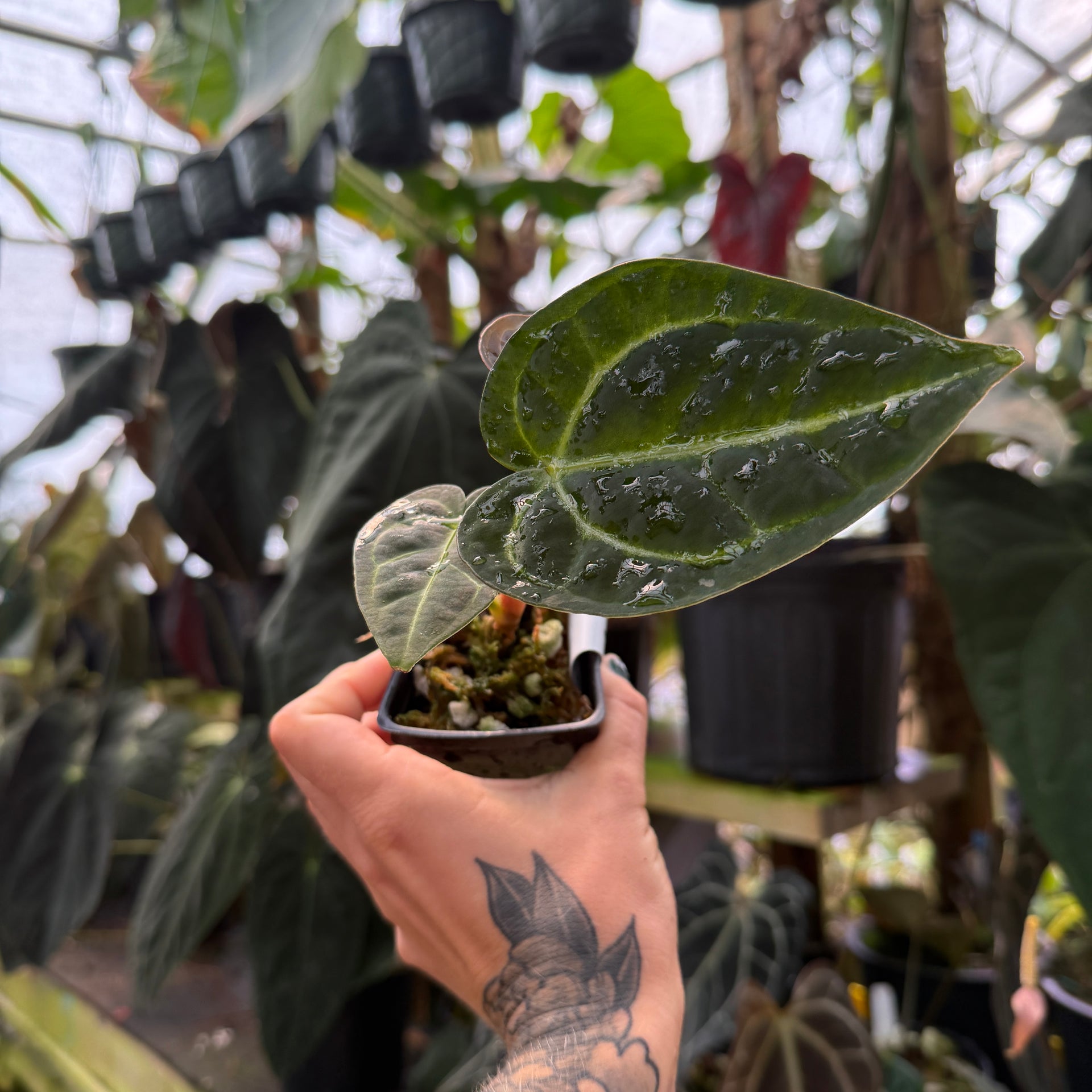anthurium regale ecuagenera Anthurium regale – Carnivero