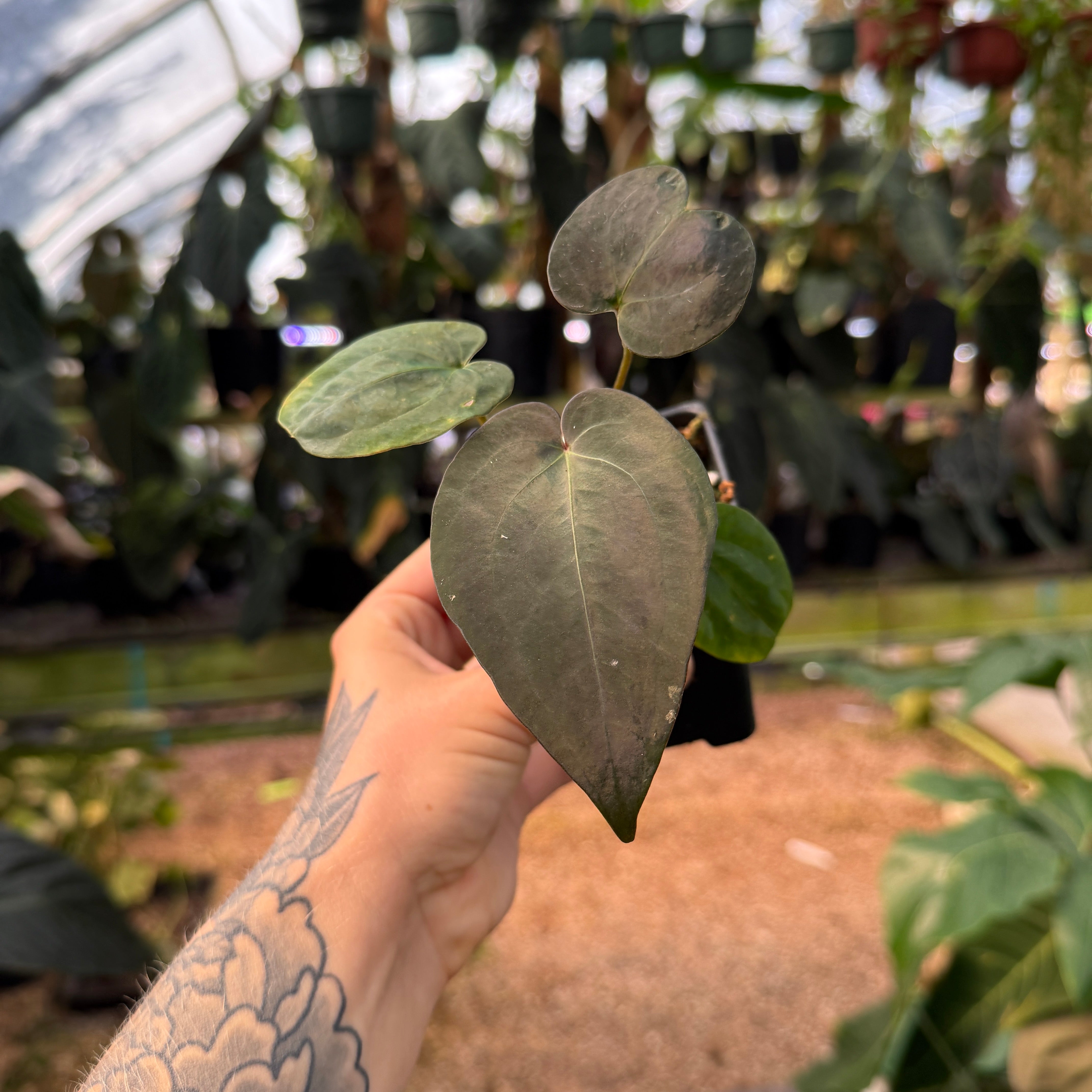 Anthurium Red Crystallinum NSE x (papillilaminum x crystallinum