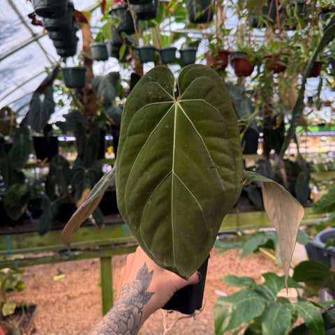 front view of velvet anthurium leaf