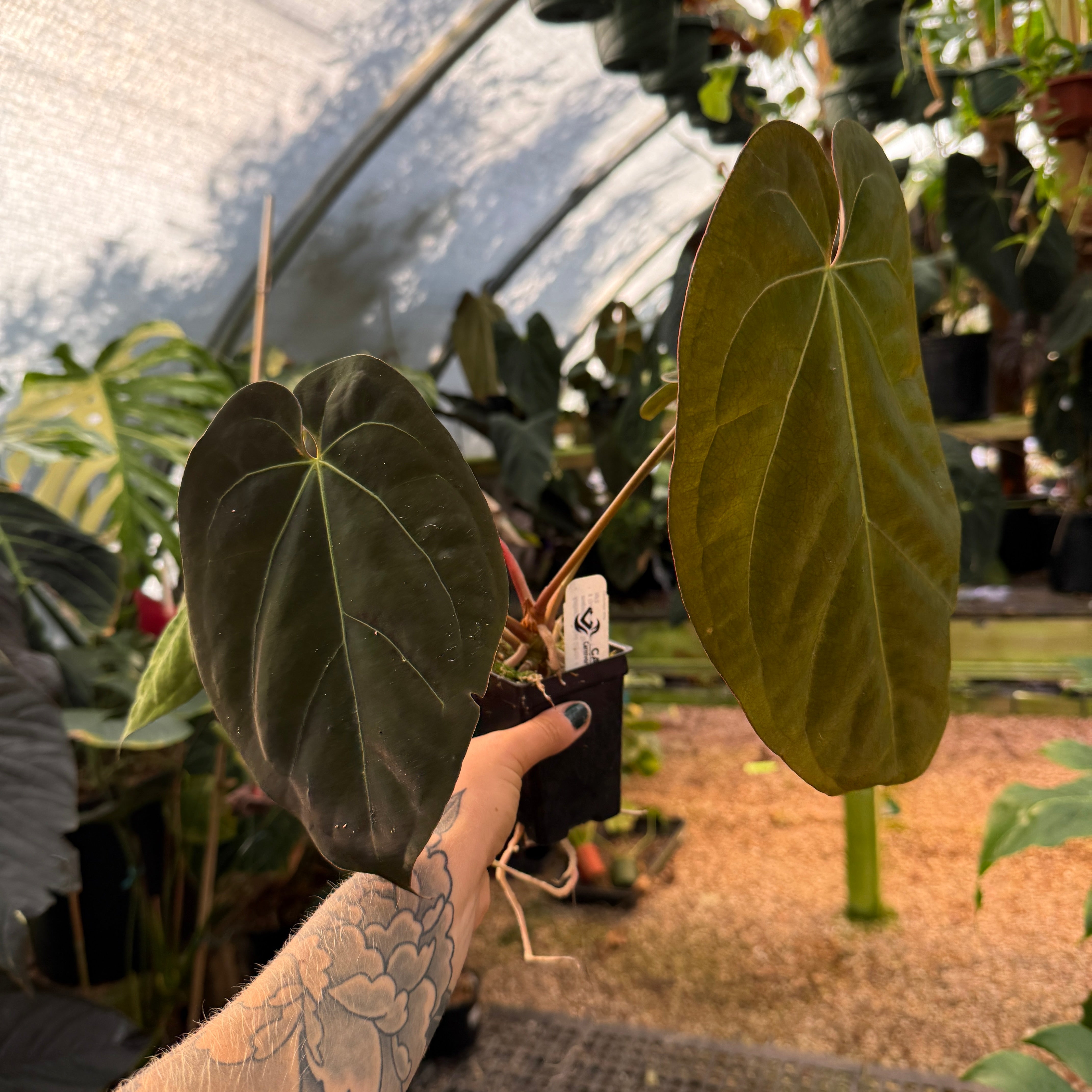Anthurium Red Crystallinum NSE x (papillilaminum x crystallinum