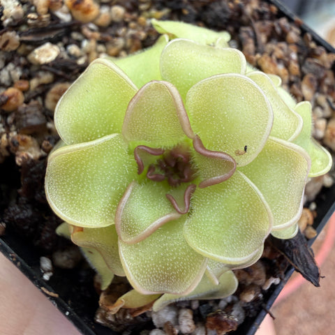 Pinguicula rotundifolia, CAR-1376