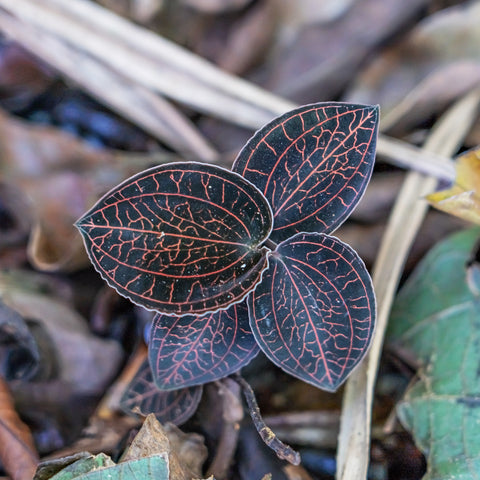 Anoectochilus chapaensis golden jewel orchid leaf with dark surface and bright pink venation.