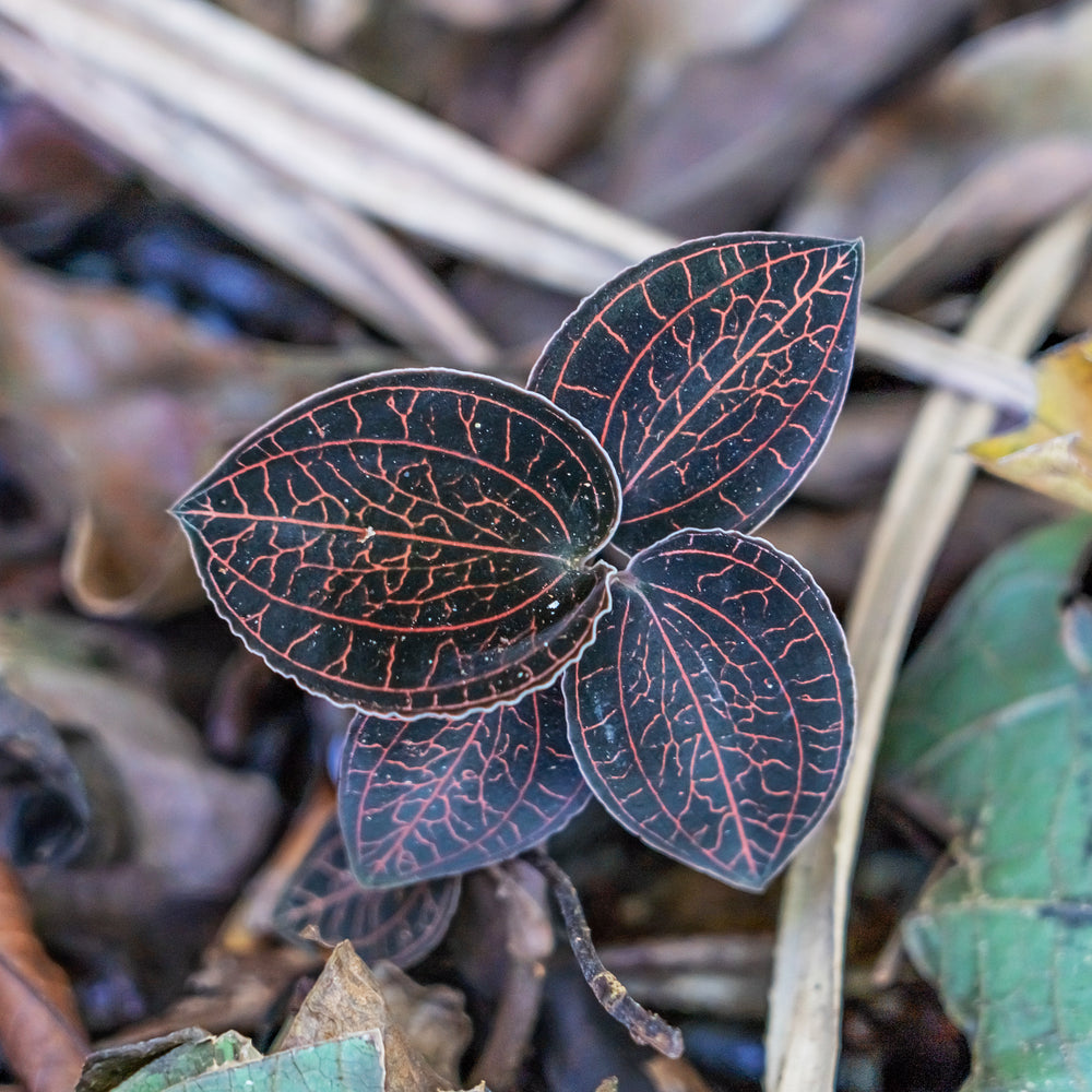 Anoectochilus chapaensis, Golden jewel orchid
