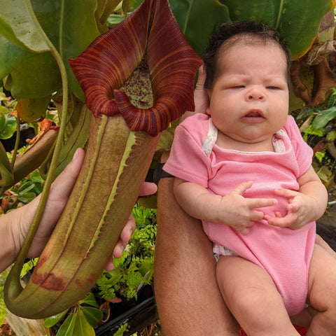 Adult holds a large Nepenthes Candy Dreams plant with a deep red pitcher beside a baby in pink.
