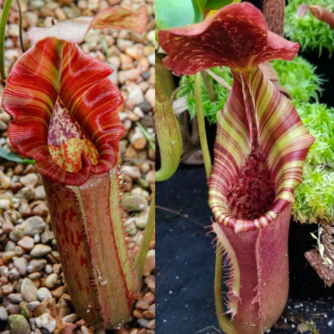 Two close up views of Nepenthes Song of Melancholy x lowii x veitchii pitchers one red striped and one purple striped