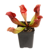 Outdoor Beginner Carnivorous Plant Collection - FREE SHIPPING