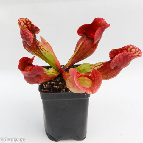 Red Sarracenia purpurea ssp venosa pitcher plant in a black pot with multiple red tubular pitchers.