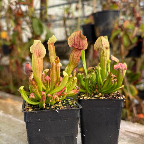 front view of two sarracenia in pots side by side 