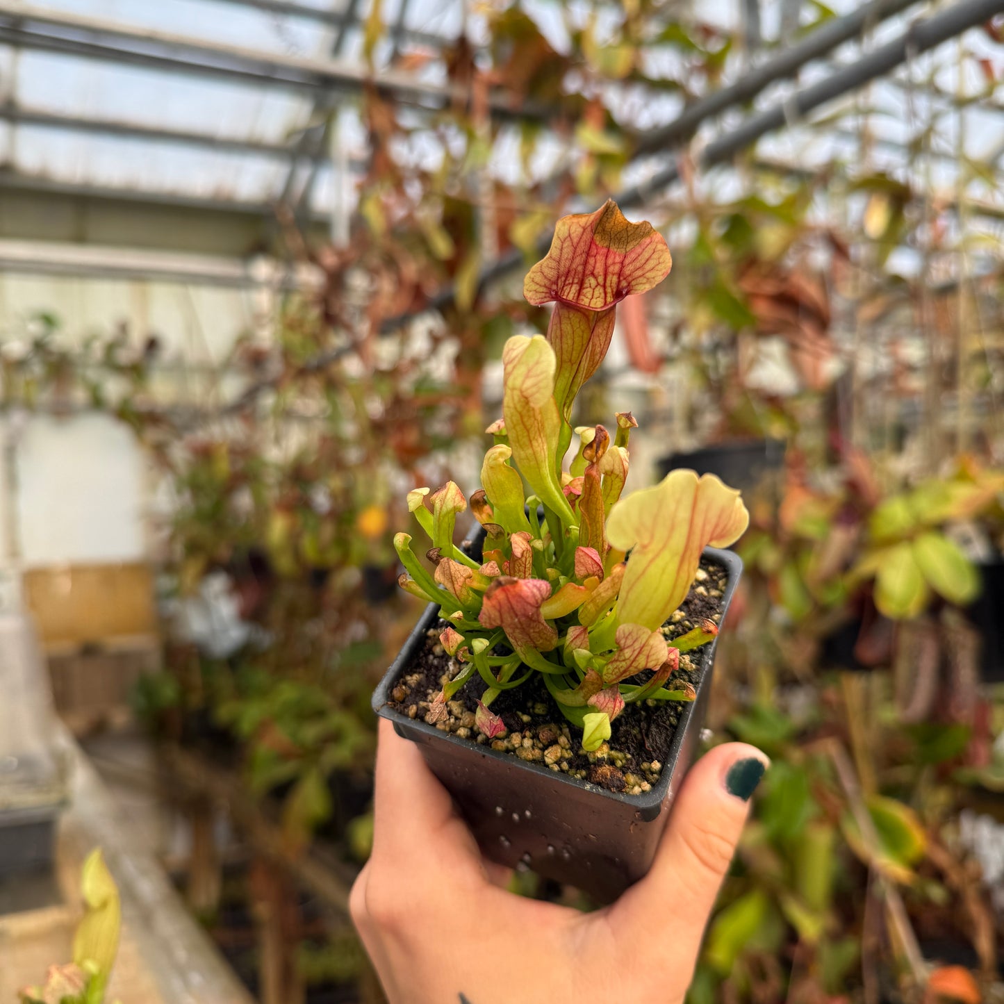 hand holding a small potted sarracenia from a different angle 