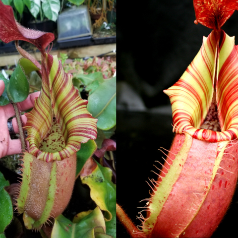 Hand holds Nepenthes veitchii seed pod with pale lime and red striped peristome and speckled interior