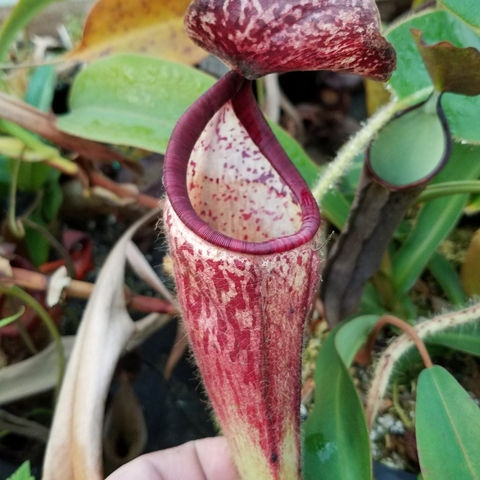Nepenthes glandulifera BE-3766 with a tall red pitcher and pale speckled interior among green leaves