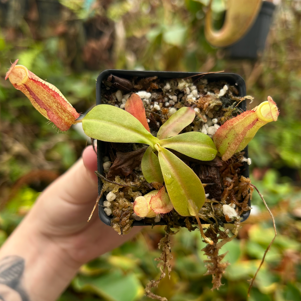 
                      
                        Nepenthes maxima (x) EP x thorelii, CAR-0552
                      
                    