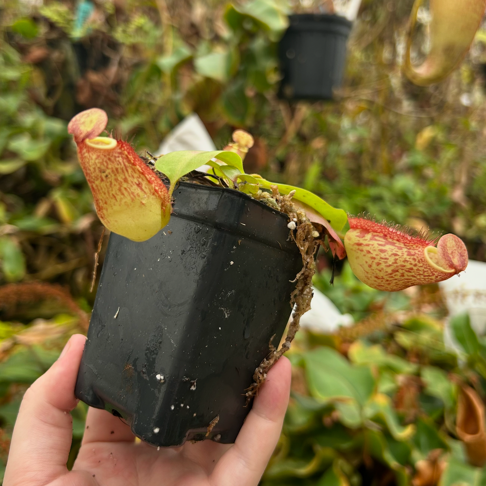 
                      
                        Nepenthes maxima (x) EP x thorelii, CAR-0552
                      
                    