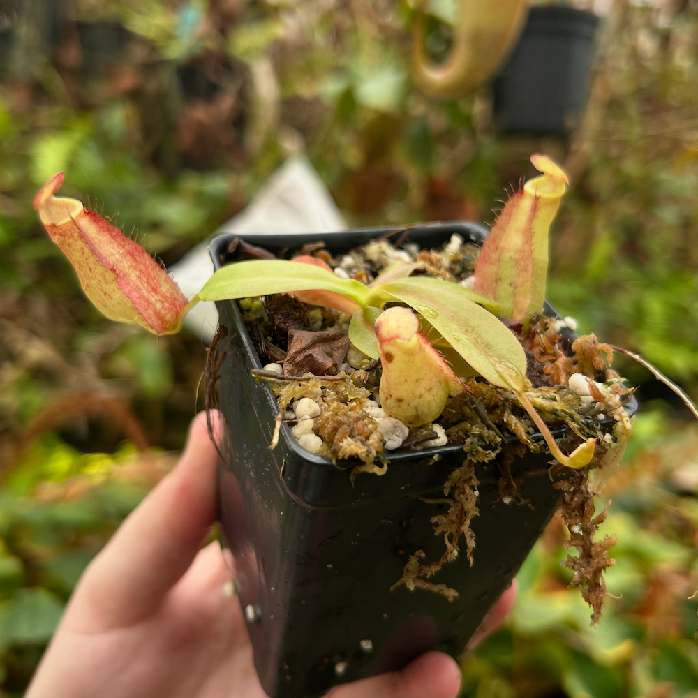 
                      
                        Nepenthes maxima (x) EP x thorelii, CAR-0552
                      
                    