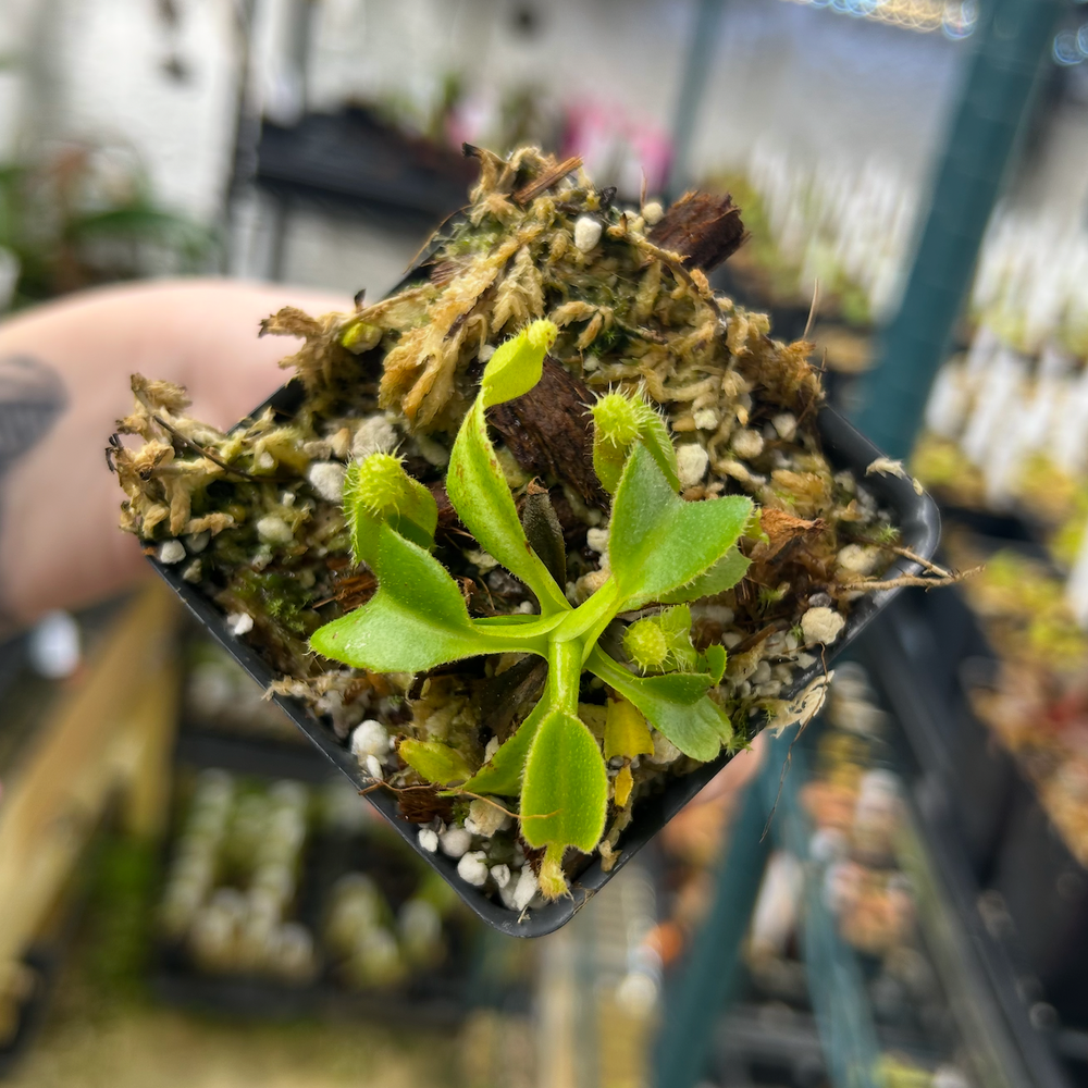 Nepenthes truncata JB x edwardsiana, CAR-0549 – Carnivero Nepenthes truncata JB x edwardsiana, CAR-0549 – Carnivero