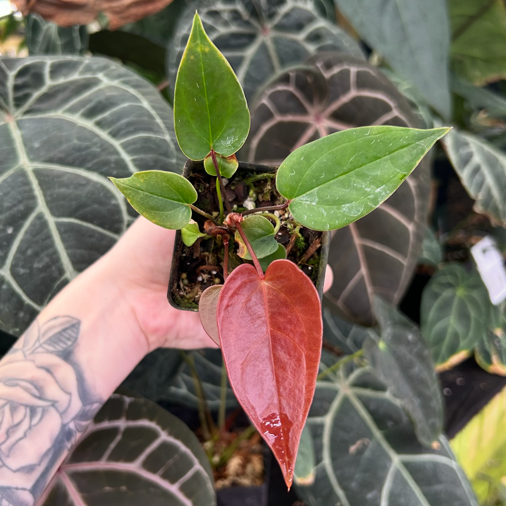 anthurium madisonianum Anthurium radicans x moodeanum, CAR-0547 – Carnivero
