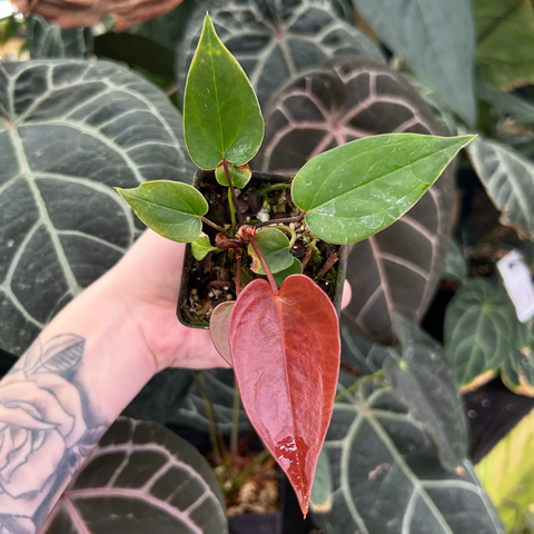 Small potted Anthurium hybrid with glossy green leaves and a red heart shaped leaf on a red stem