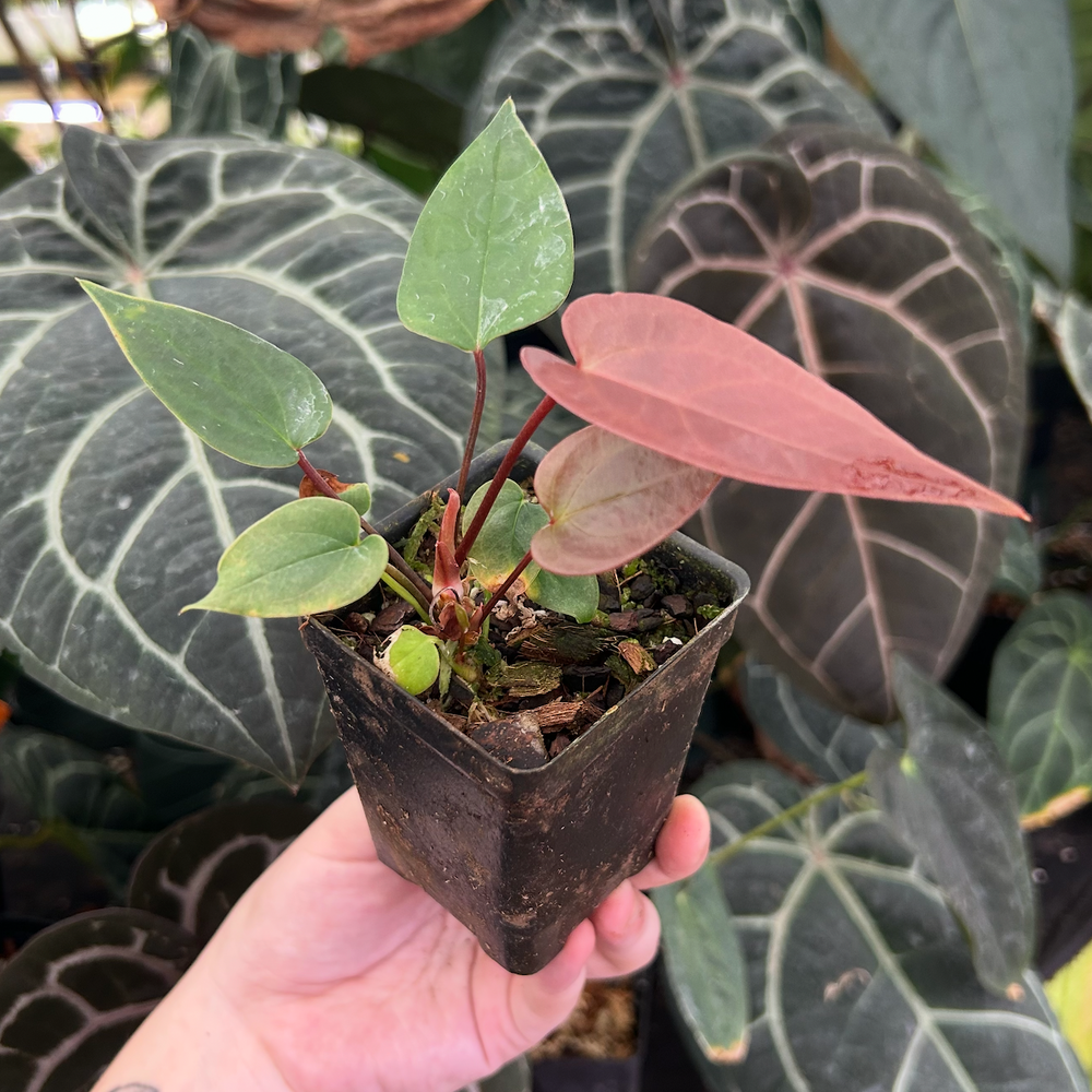 anthurium moodeanum care Anthurium radicans x moodeanum, CAR-0547