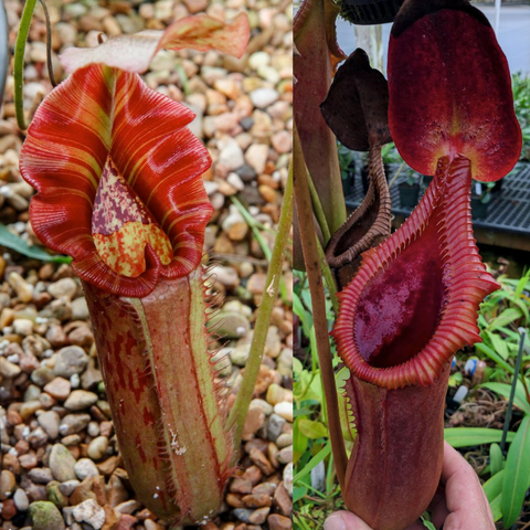 Two Nepenthes pitchers from the Song of Melancholy x trusmadiensis hybrid, showing red to burgundy traps.