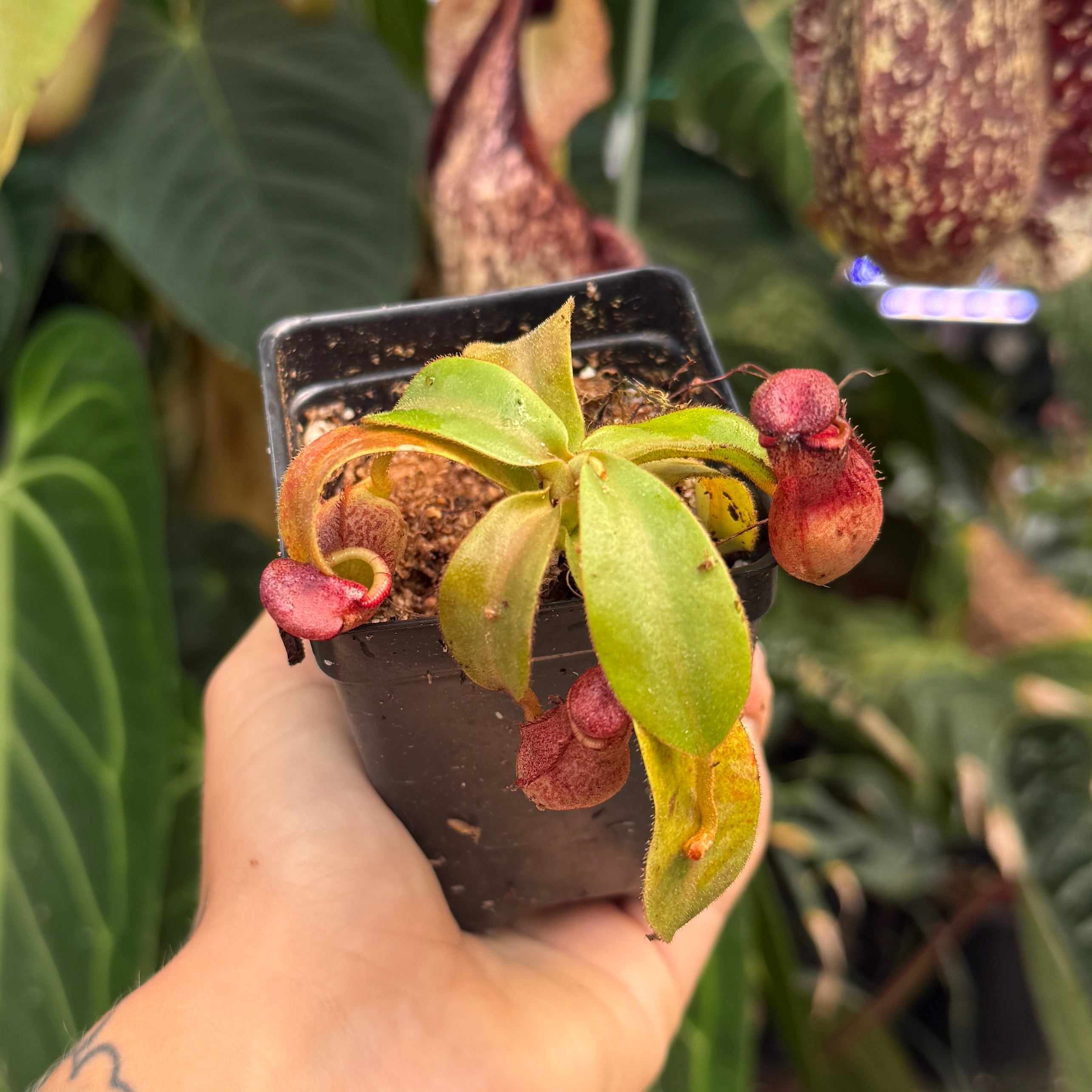 標本 Venezuela Agacephala bicuspis 32mm Nepenthes (spathulata x spectabilis) 