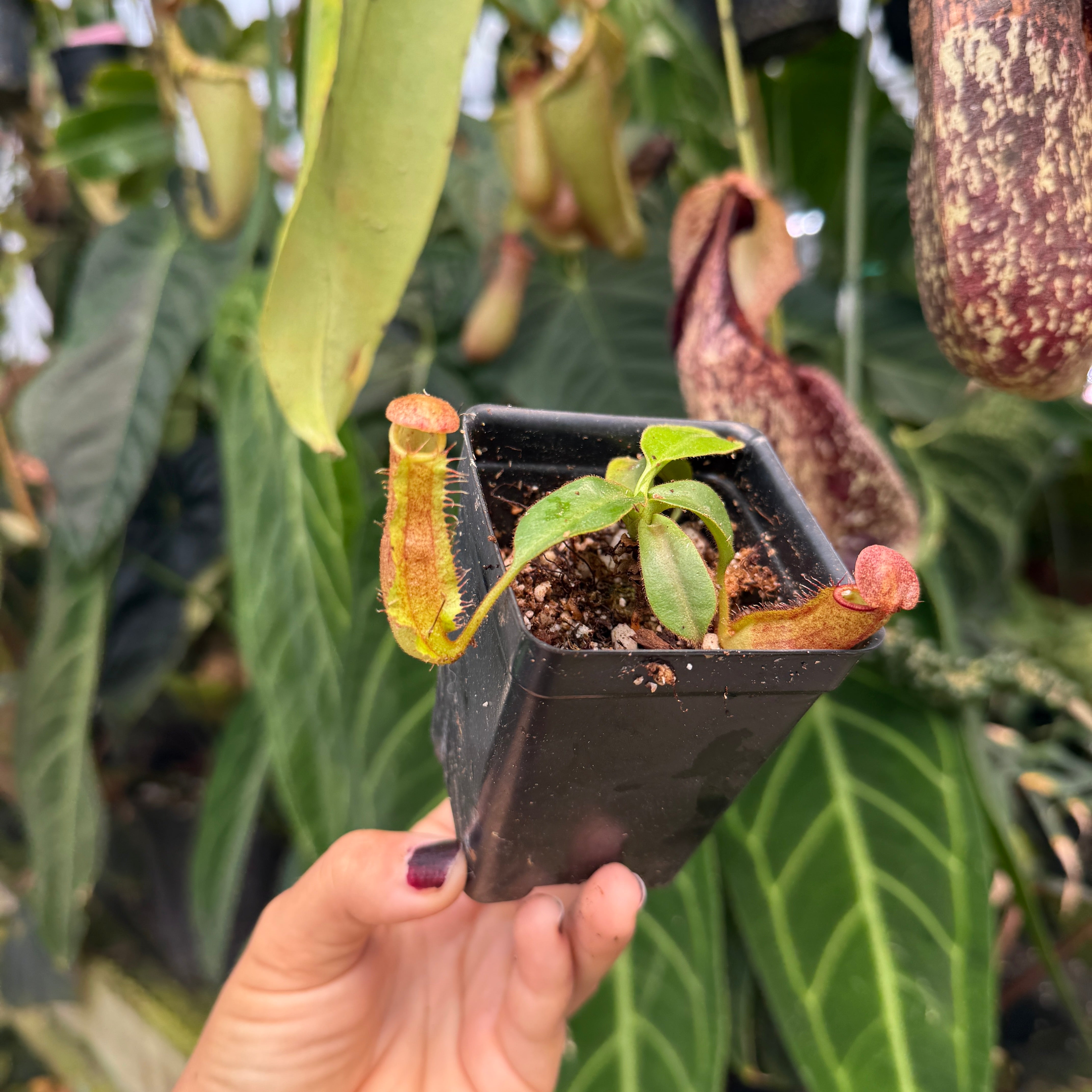 Nepenthes (spathulata x spectabilis) 