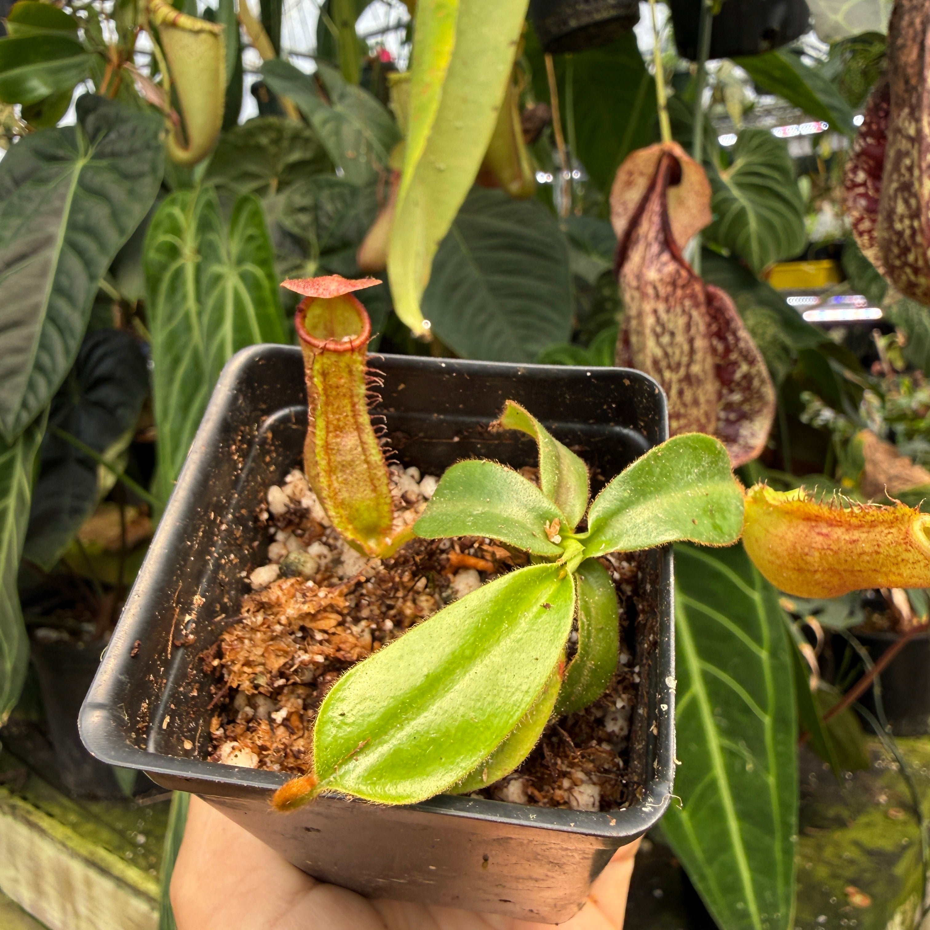 Nepenthes (spathulata x spectabilis) 