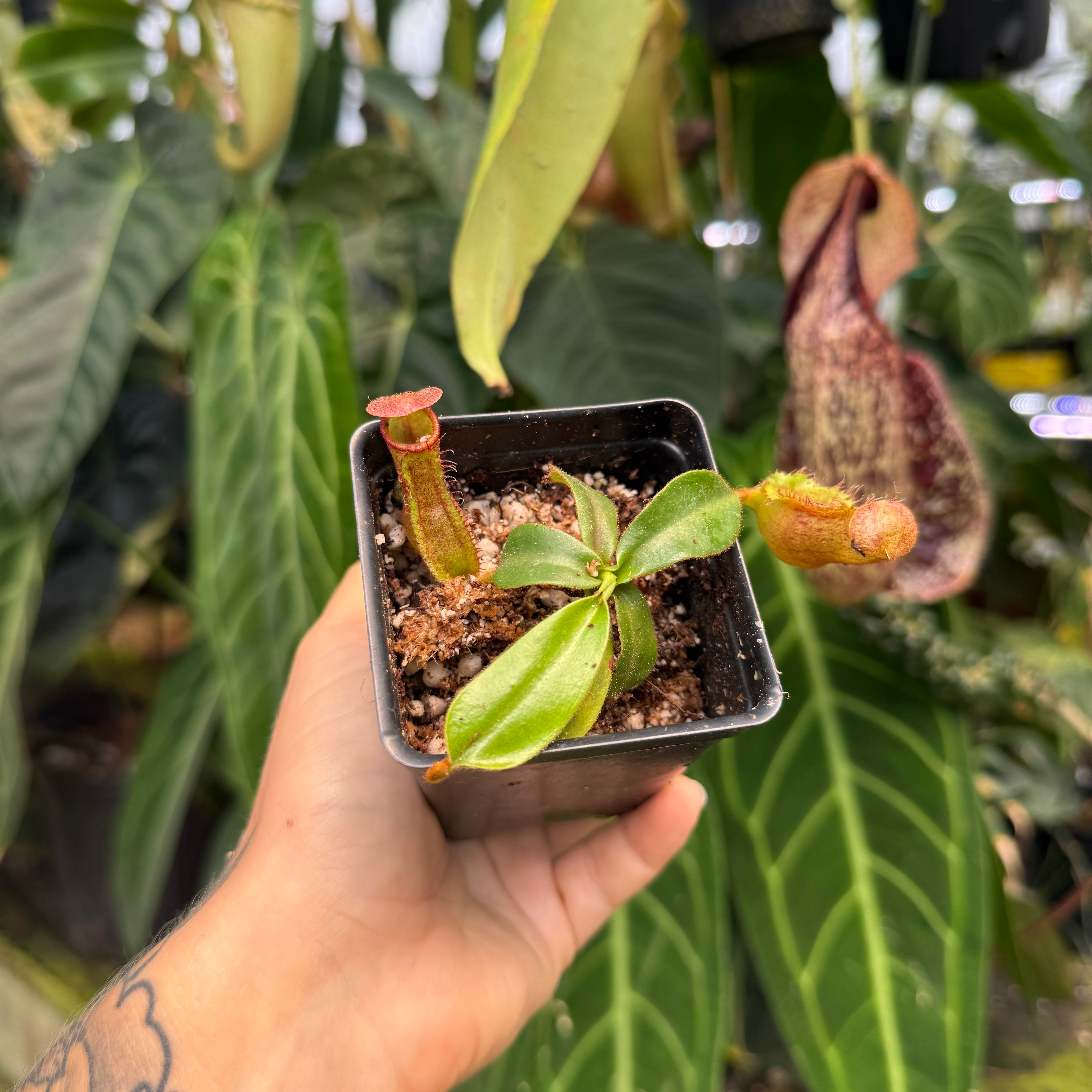Nepenthes (spathulata x spectabilis) 