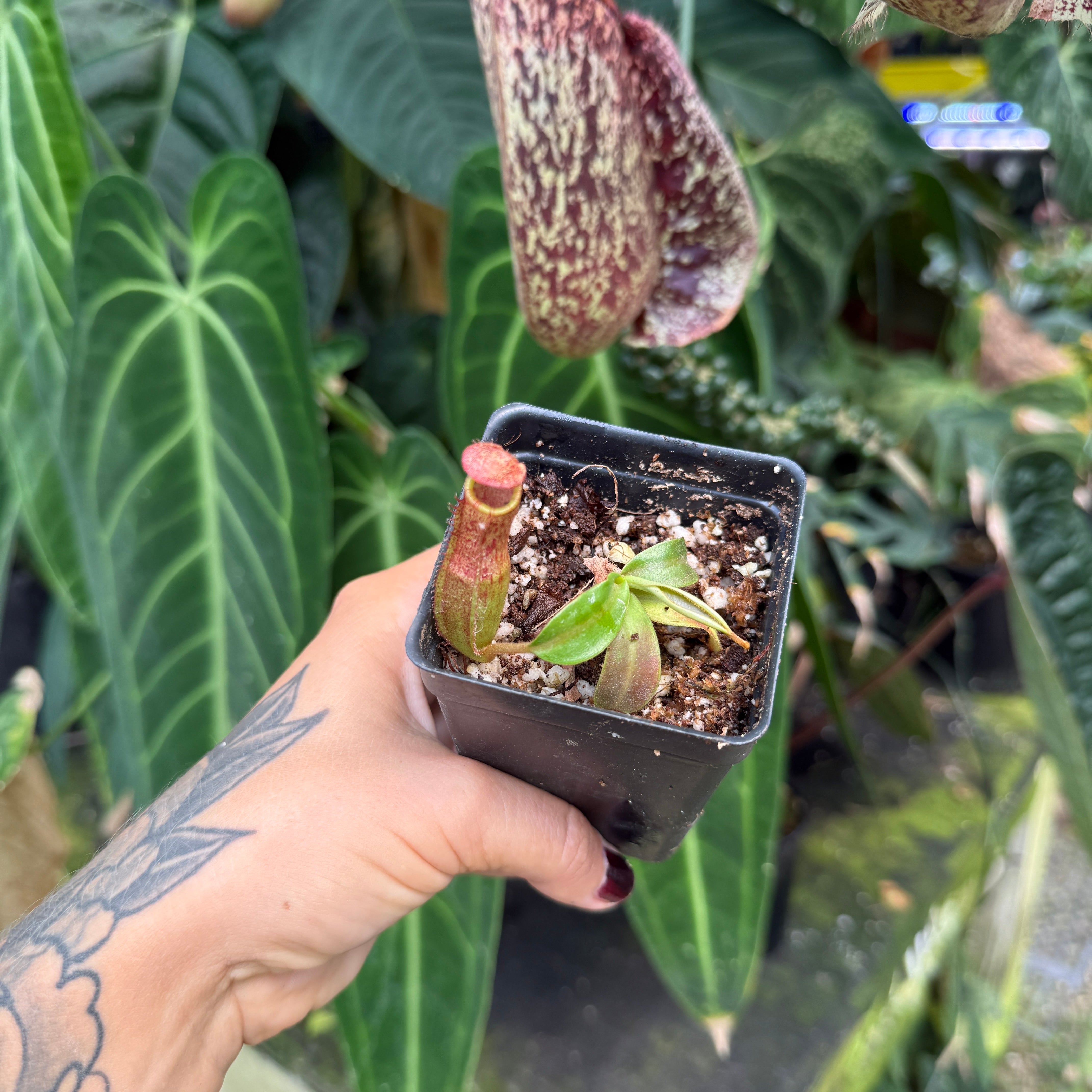 Nepenthes (spathulata x spectabilis) 