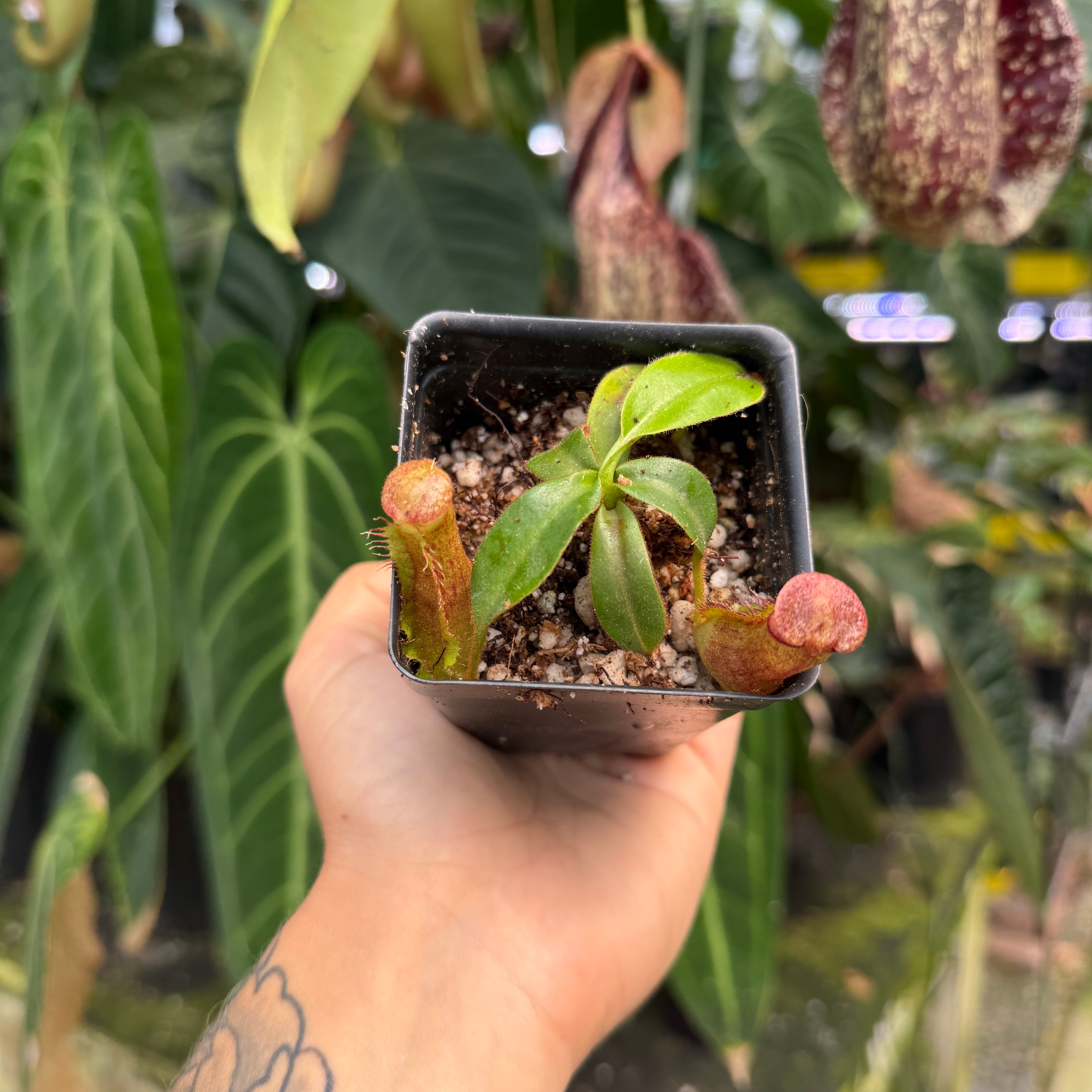 標本 Venezuela Agacephala bicuspis 32mm Nepenthes (spathulata x spectabilis) 
