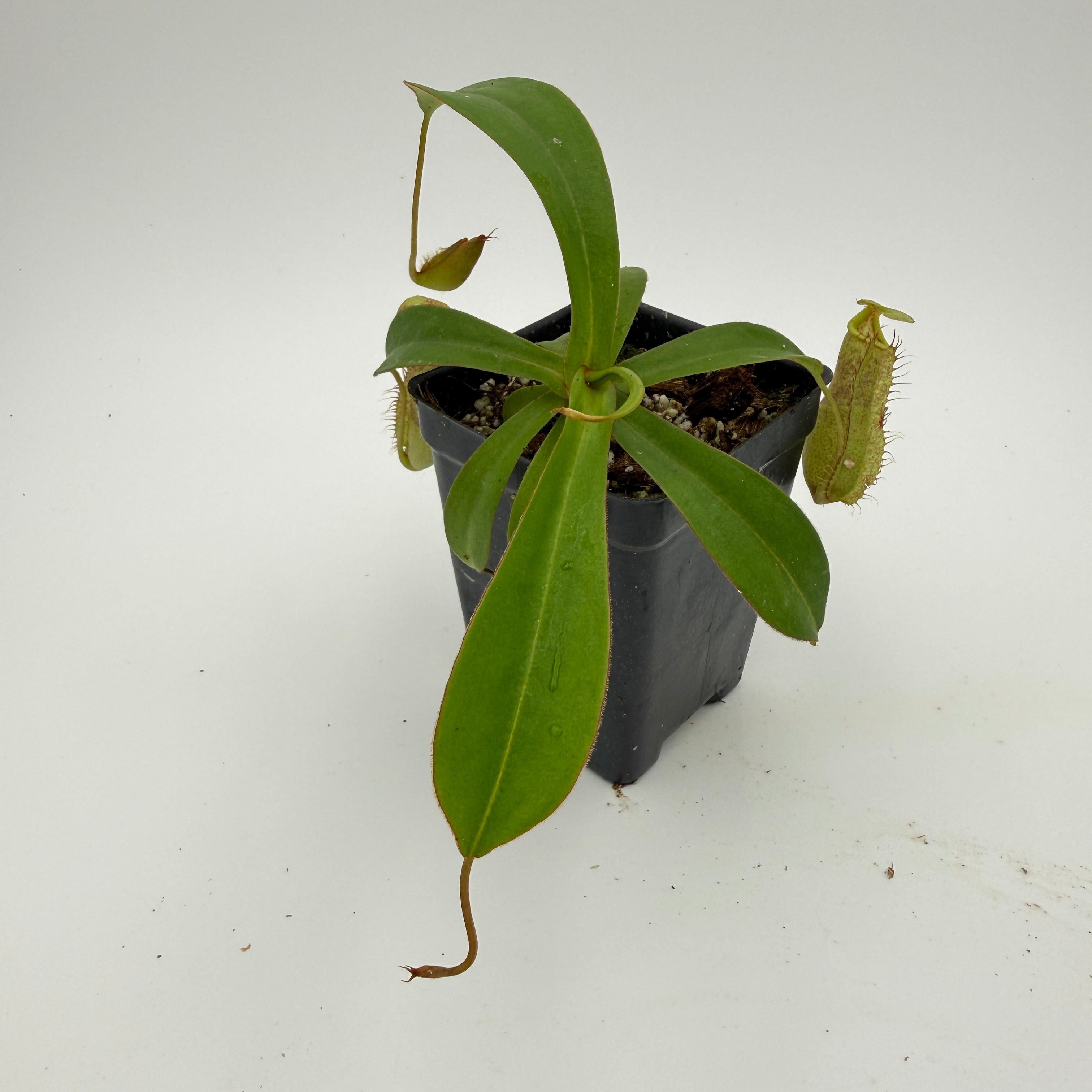 Nepenthes spectabilis x adrianii, CAR-1109 – Carnivero