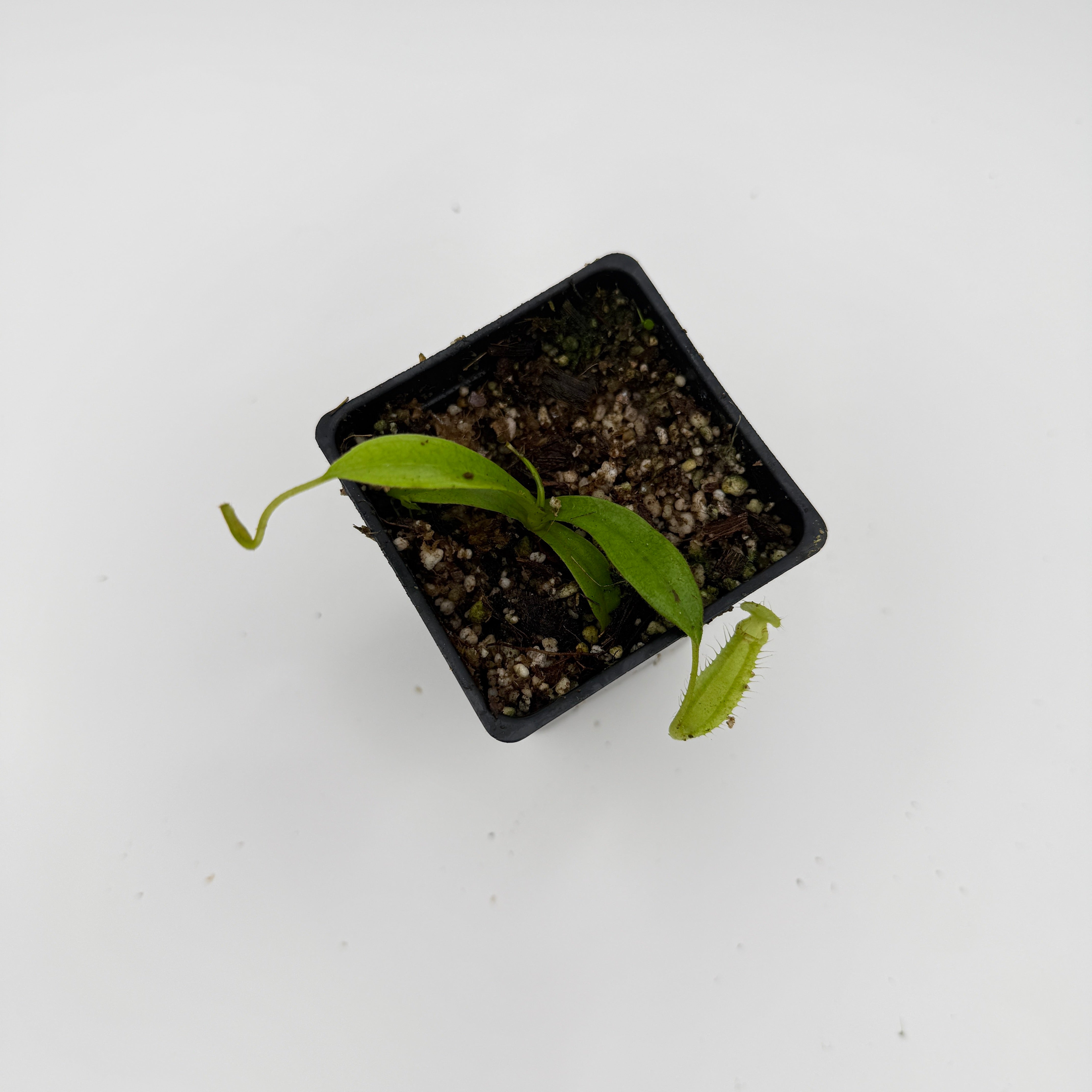 Nepenthes spectabilis x adrianii, CAR-1109 – Carnivero