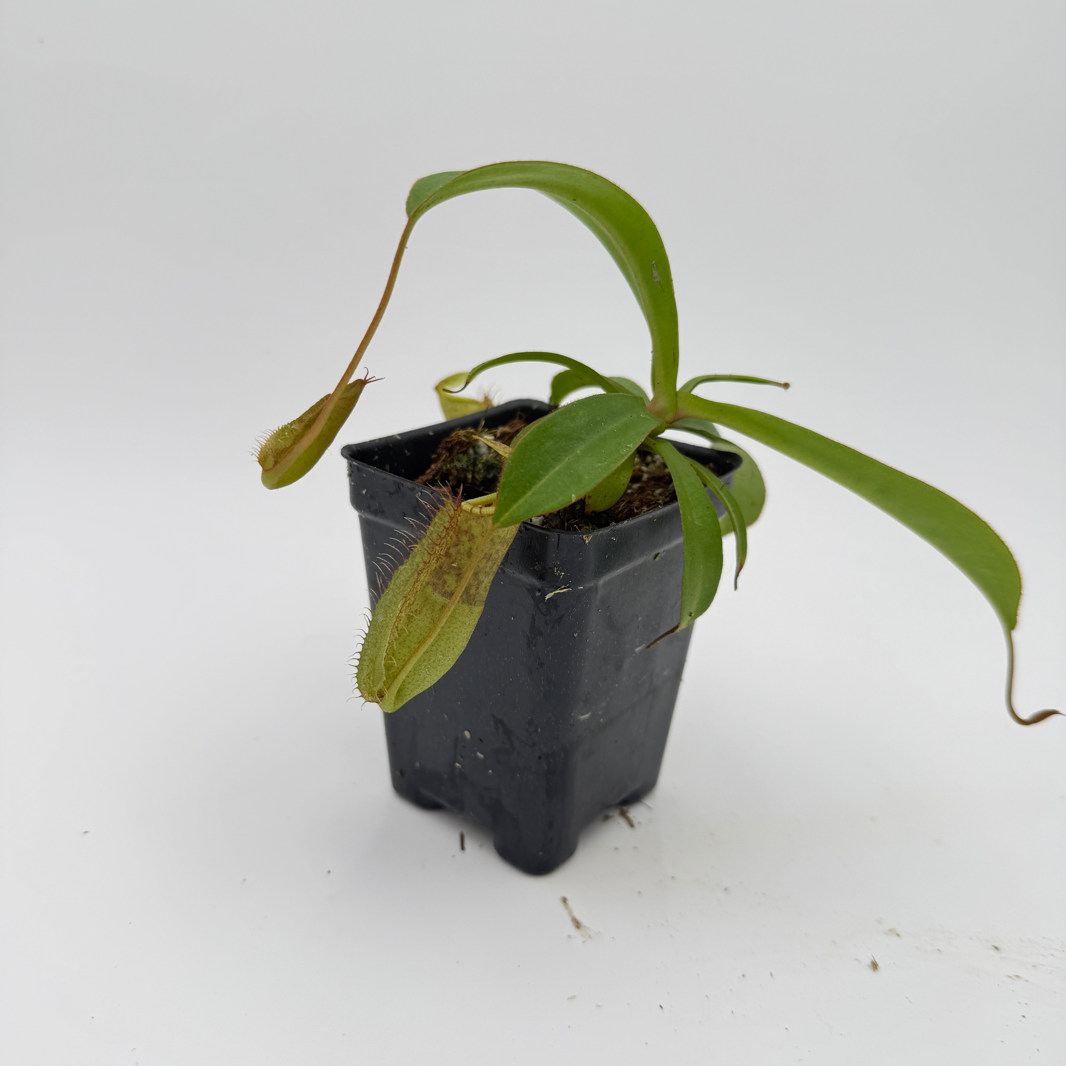 Nepenthes spectabilis x adrianii, CAR-1109 – Carnivero
