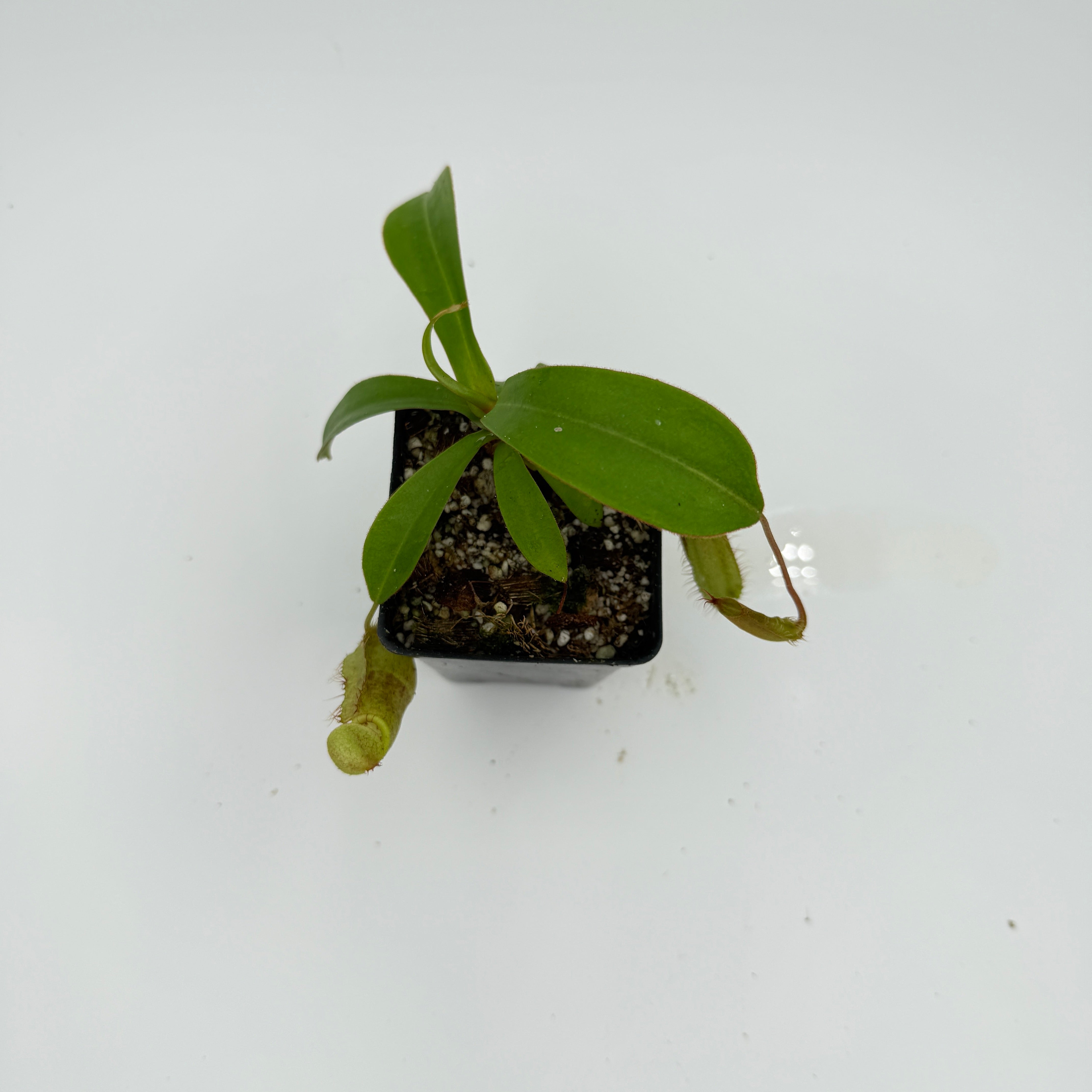 サルセーションsuperwideanklepantsu Nepenthes spectabilis x adrianii, CAR-1109 – Carnivero
