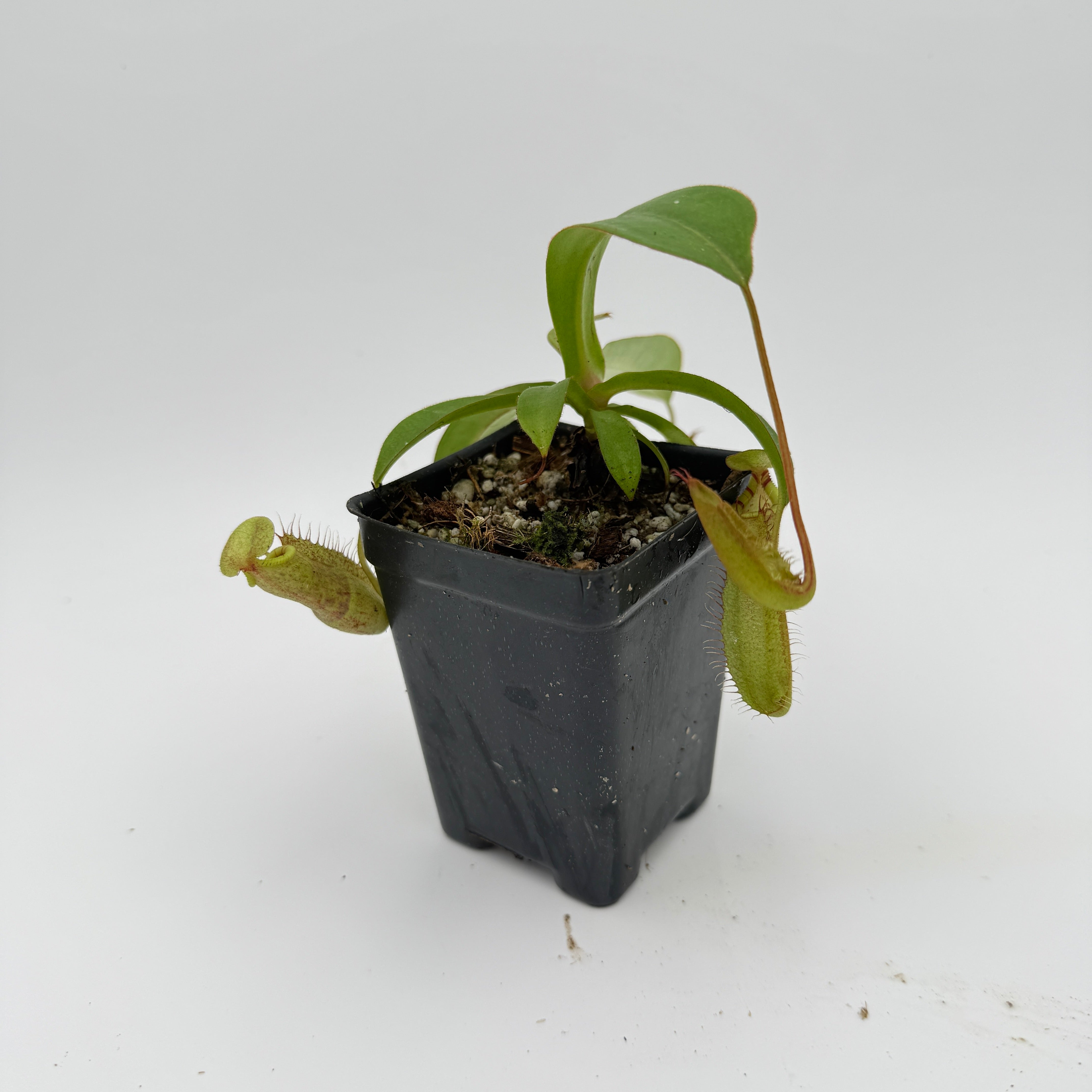 Nepenthes spectabilis x adrianii, CAR-1109 – Carnivero