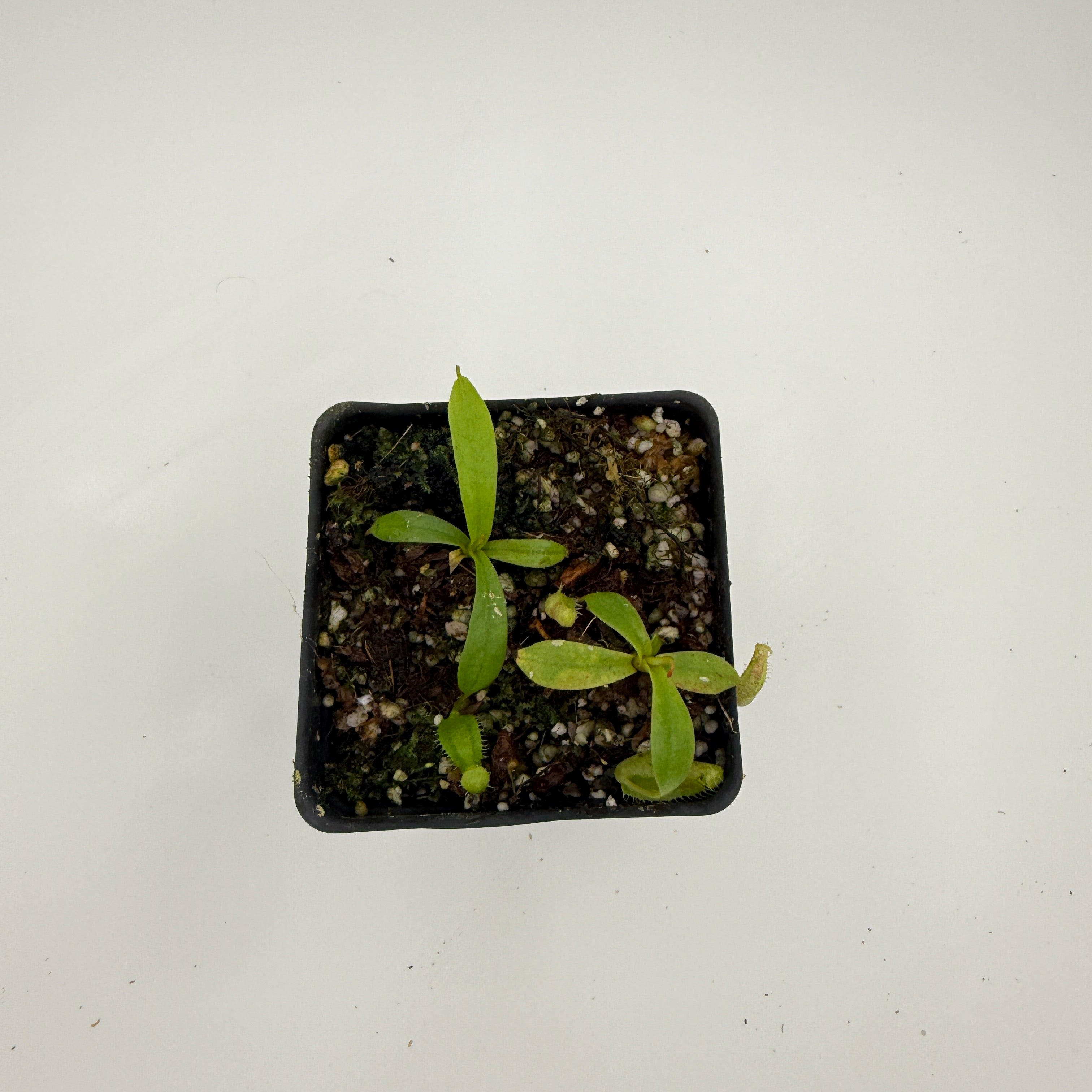 Nepenthes spectabilis x adrianii, CAR-1109 – Carnivero