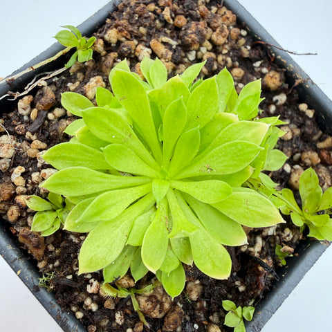 top view of a potted stylidium