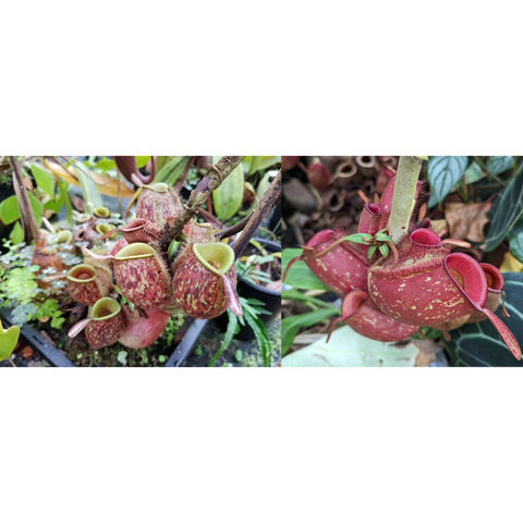 Nepenthes ampullaria seed pods from Tricolor x Cantley's Red, clustered pink speckled pods with green interior peristomes