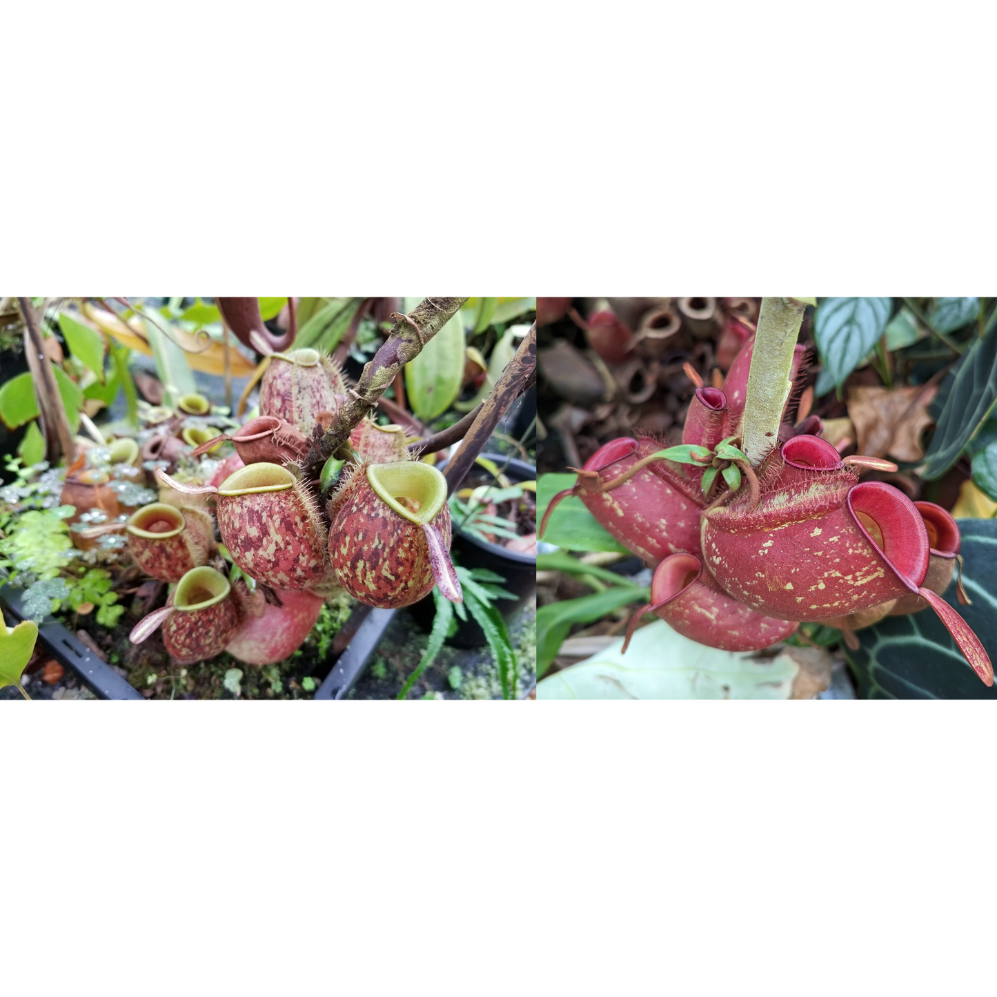 Nepenthes ampullaria (Tricolor x Cantley's Red)-Seed Pod