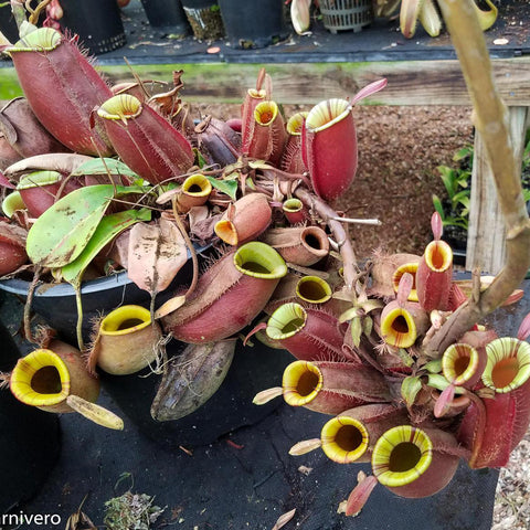 Cluster of Nepenthes ampullaria purple striped pitcher plants with red tubular pitchers and yellow rims.
