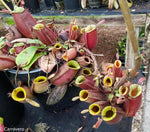 Nepenthes ampullaria purple striped (female x #1), CAR-0373