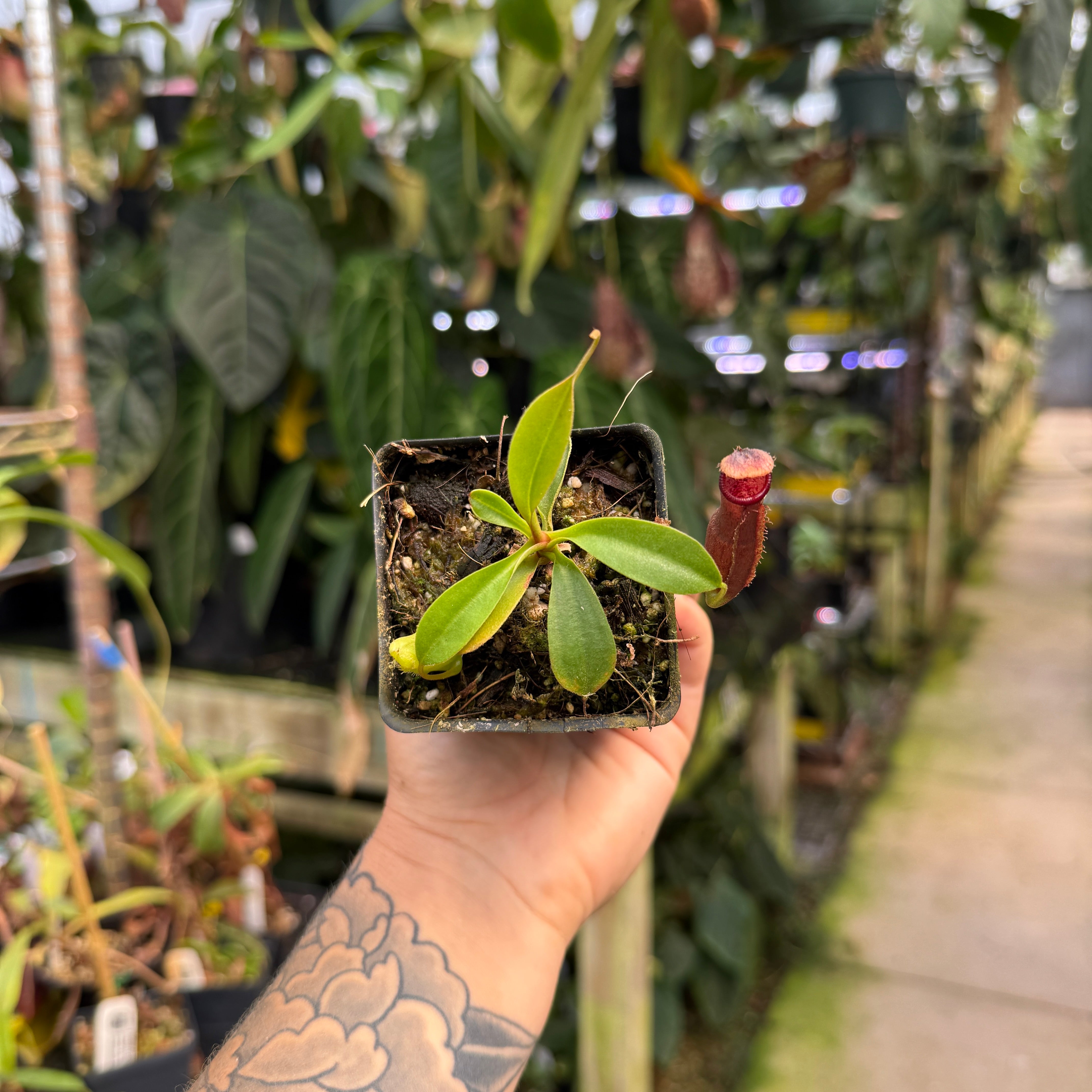 Nepenthes (truncata x campanulata) x ovata EP, CAR-0464 – Carnivero