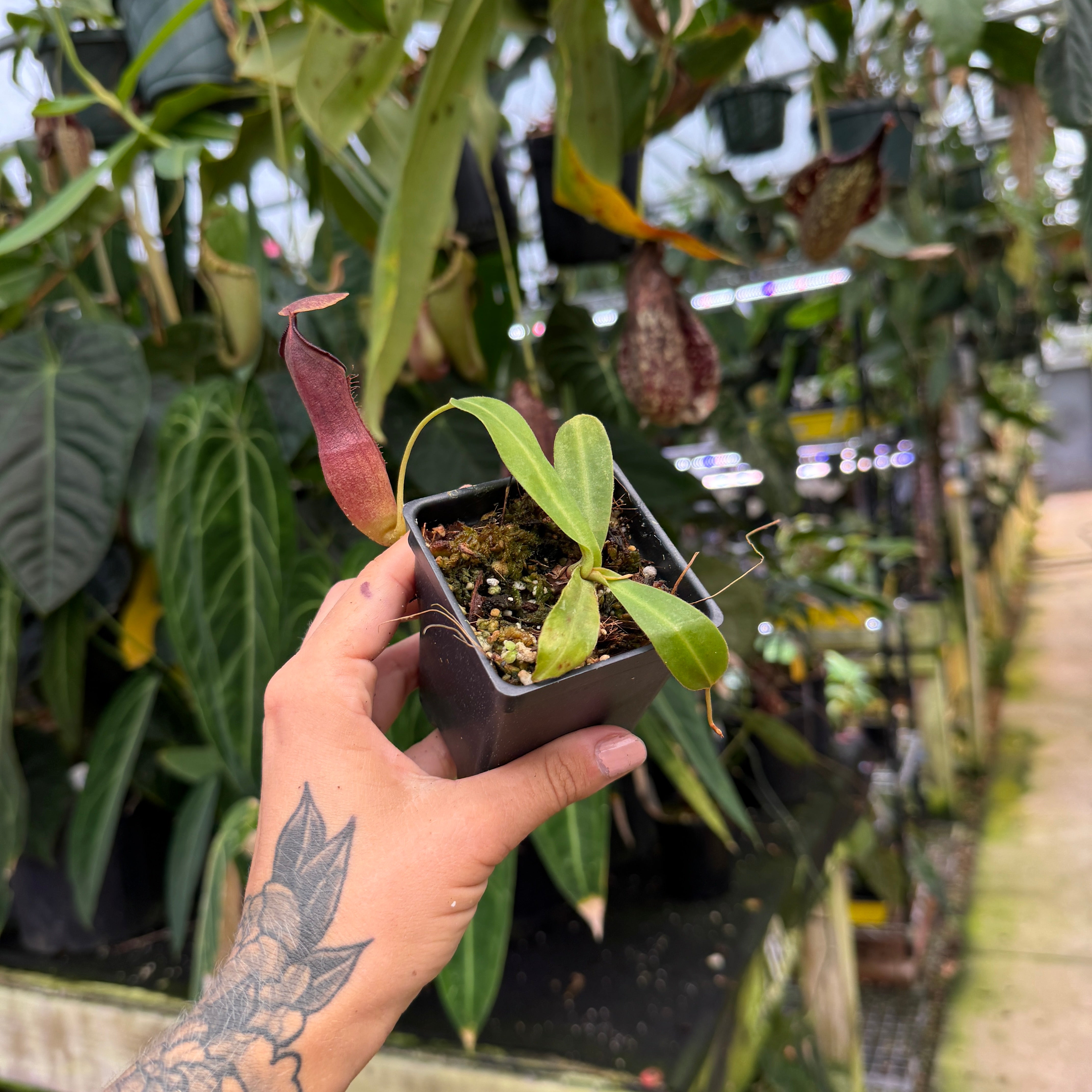 Nepenthes (truncata x campanulata) x ovata EP, CAR-0464 – Carnivero