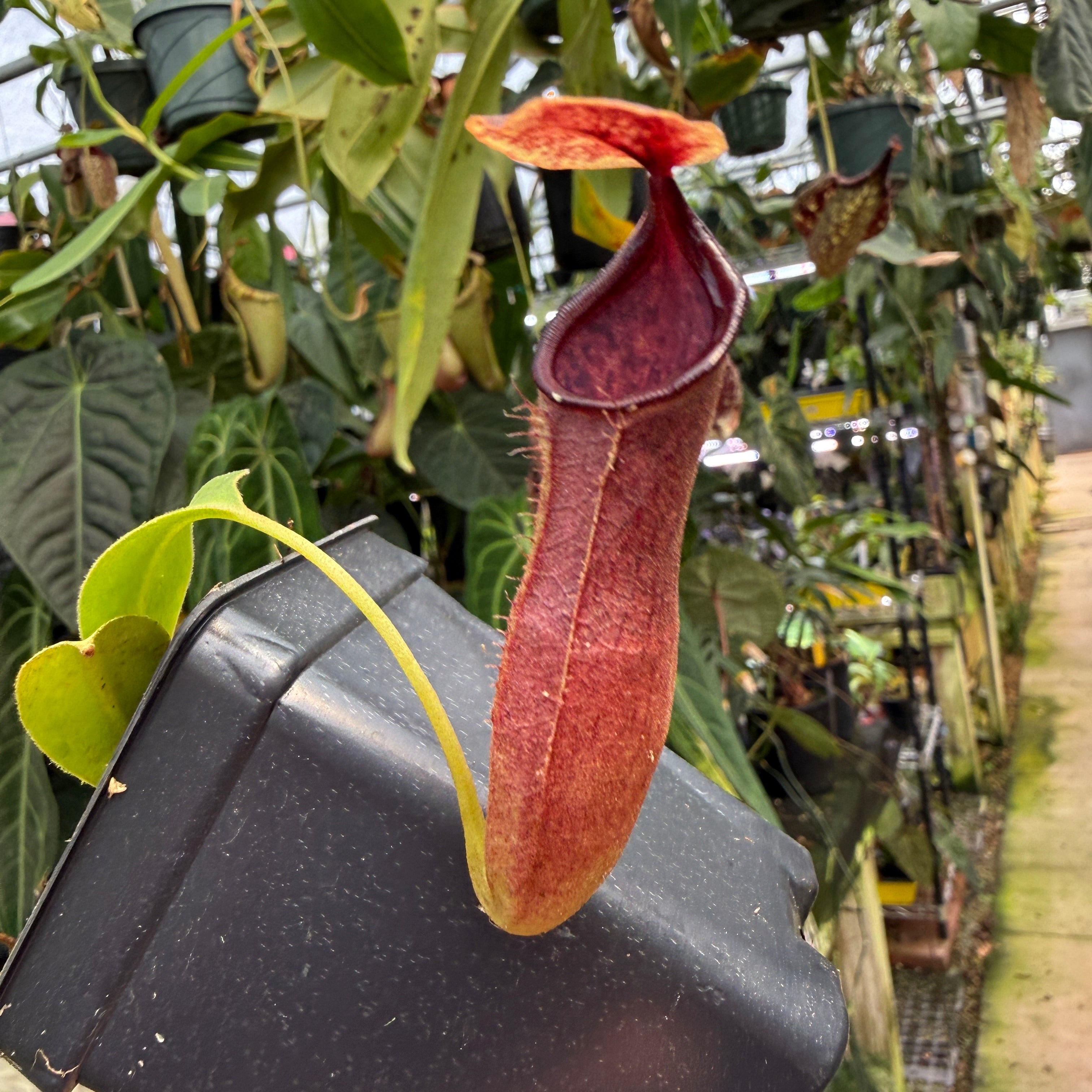 Nepenthes (truncata x campanulata) x ovata EP, CAR-0464 – Carnivero Nepenthes (truncata x campanulata) x ovata EP, CAR-0464 – Carnivero