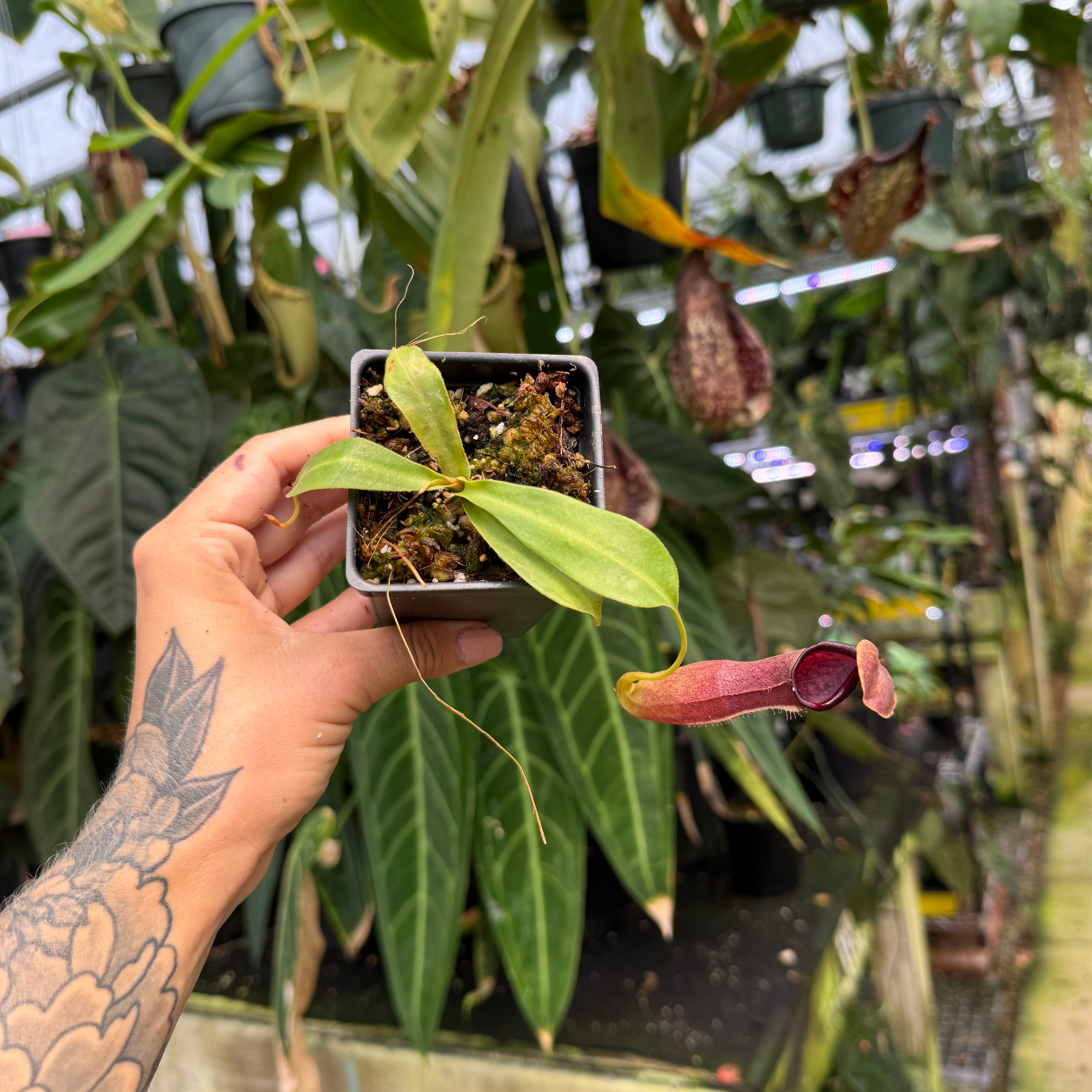 Nepenthes (truncata x campanulata) x ovata EP, CAR-0464 – Carnivero