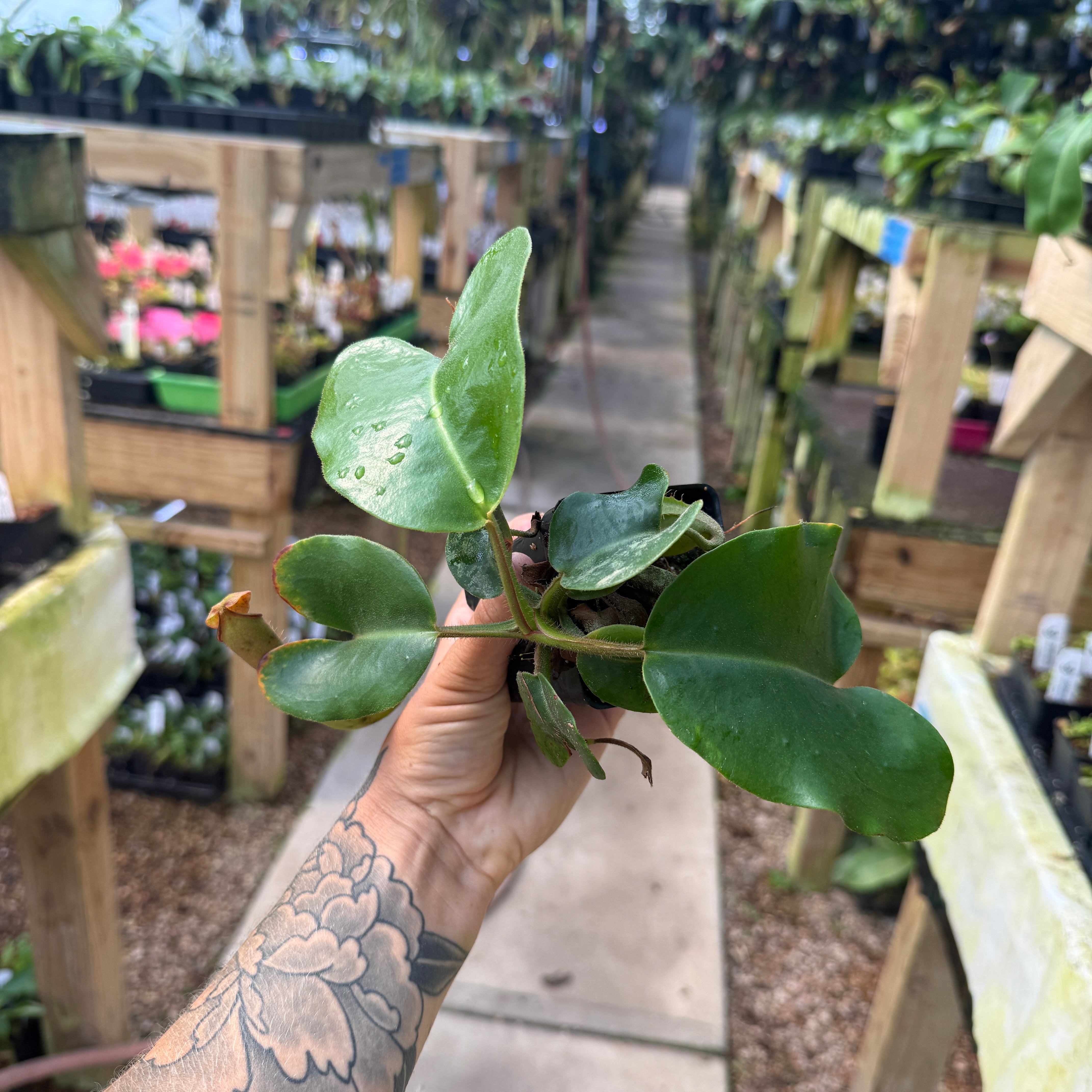 Nepenthes truncata (d) (f#1 x m#1), CAR-0261 – Carnivero