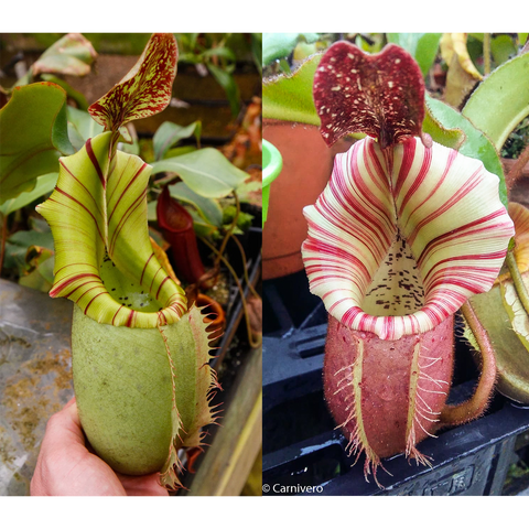 Two Nepenthes veitchii JB x Candy Dreams pitchers showing green with red stripes on left and white with red stripes on right