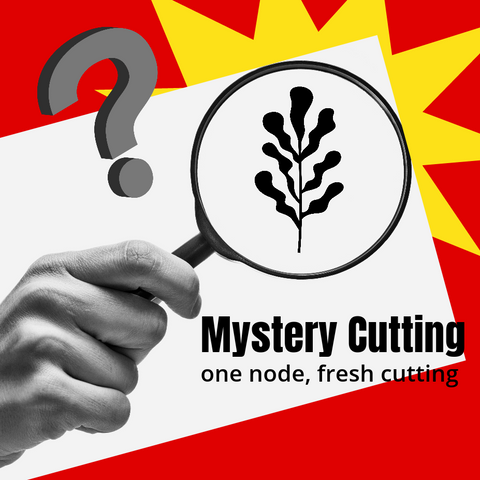 Mystery Cutting product card featuring a magnifying glass over a leaf silhouette and bold title text